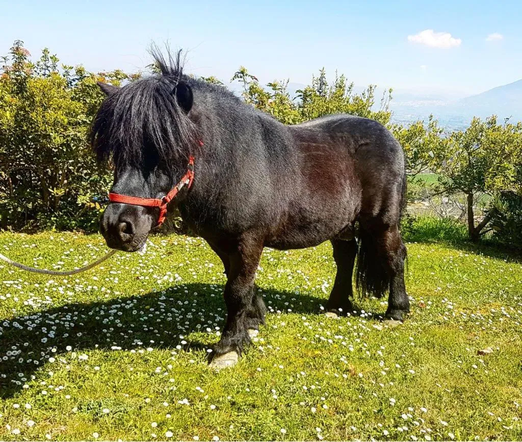 Children play ground in Il Poggio degli Olivi