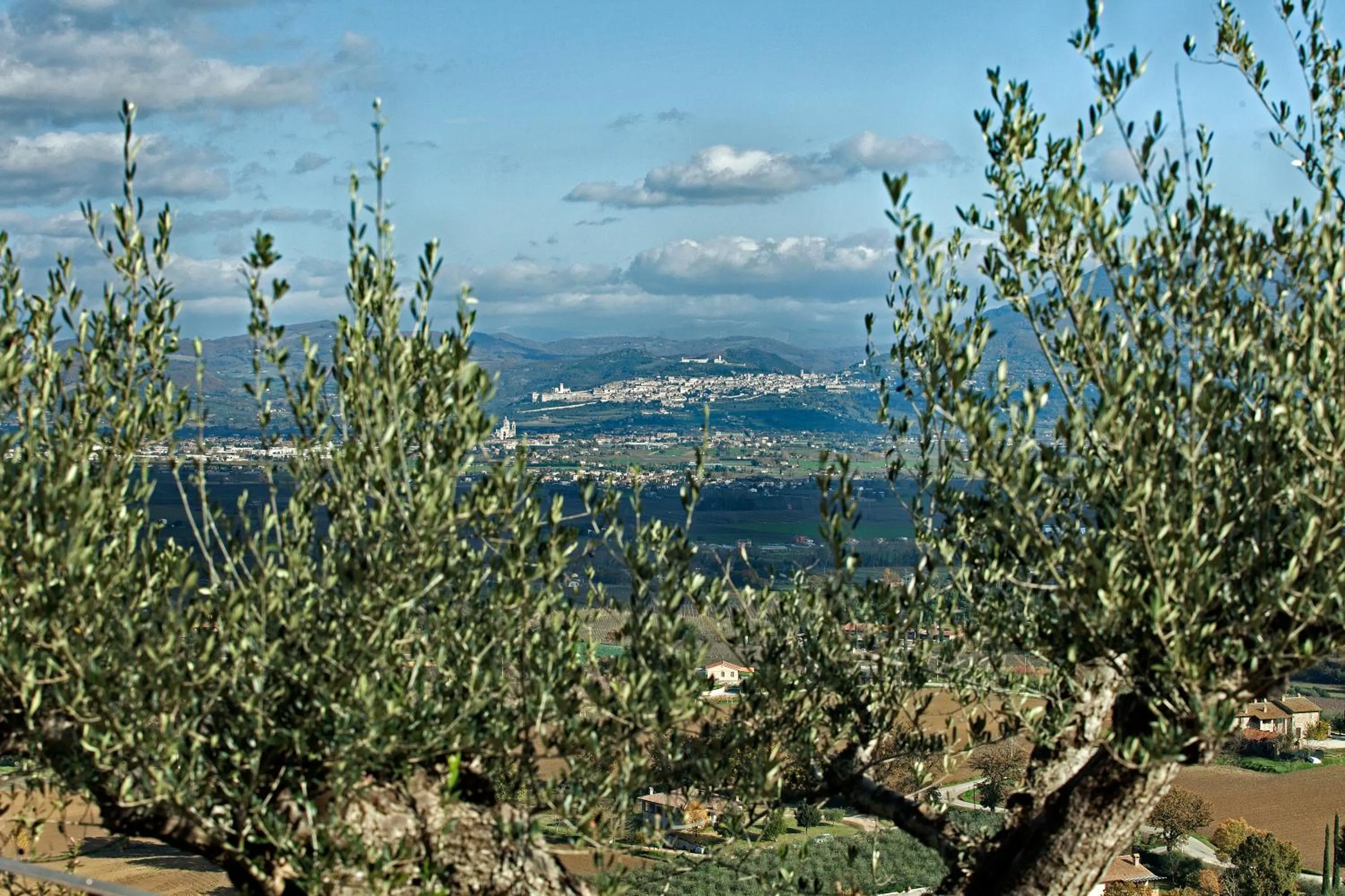 View (from property/room) in Il Poggio degli Olivi