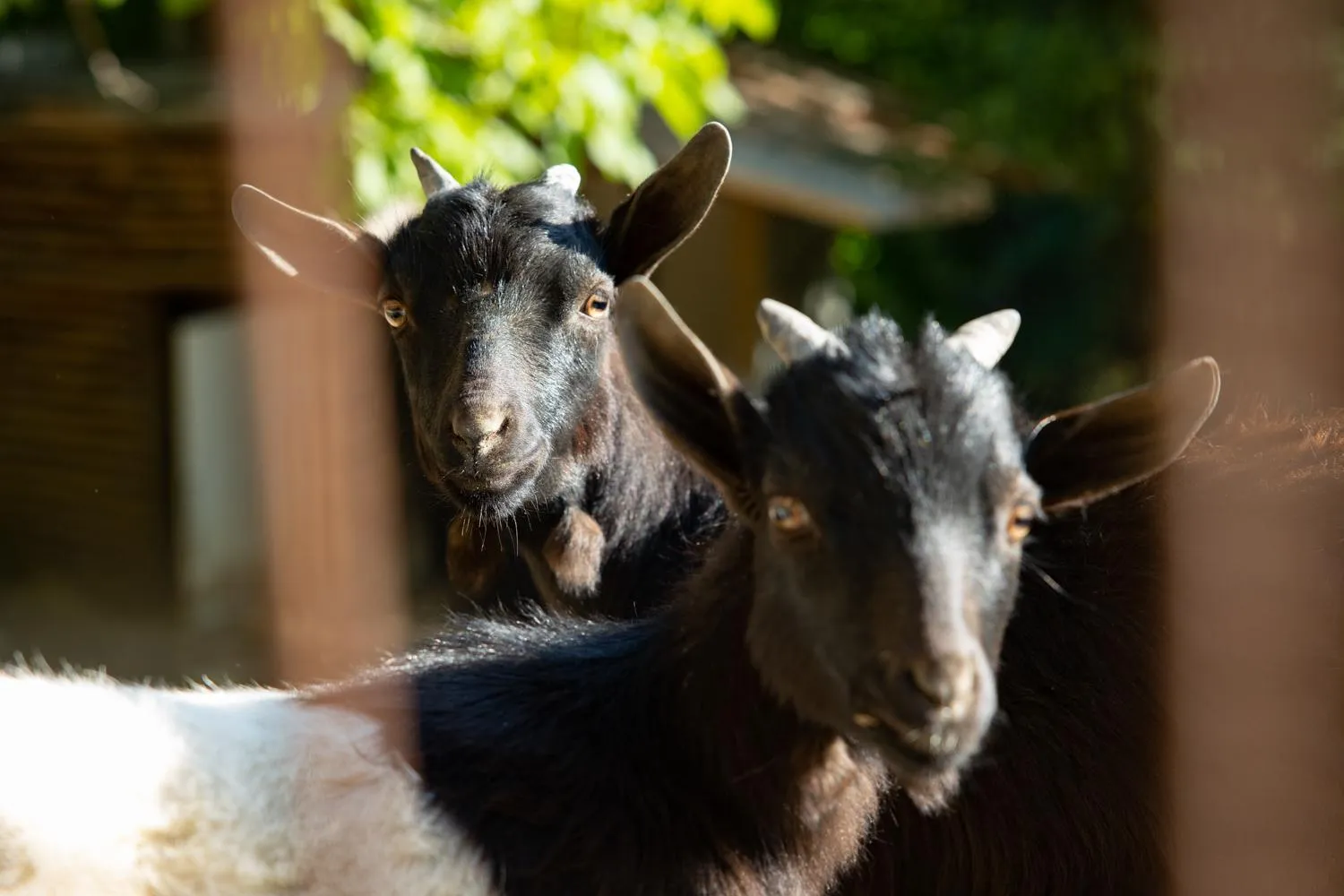 Garden in Il Poggio degli Olivi