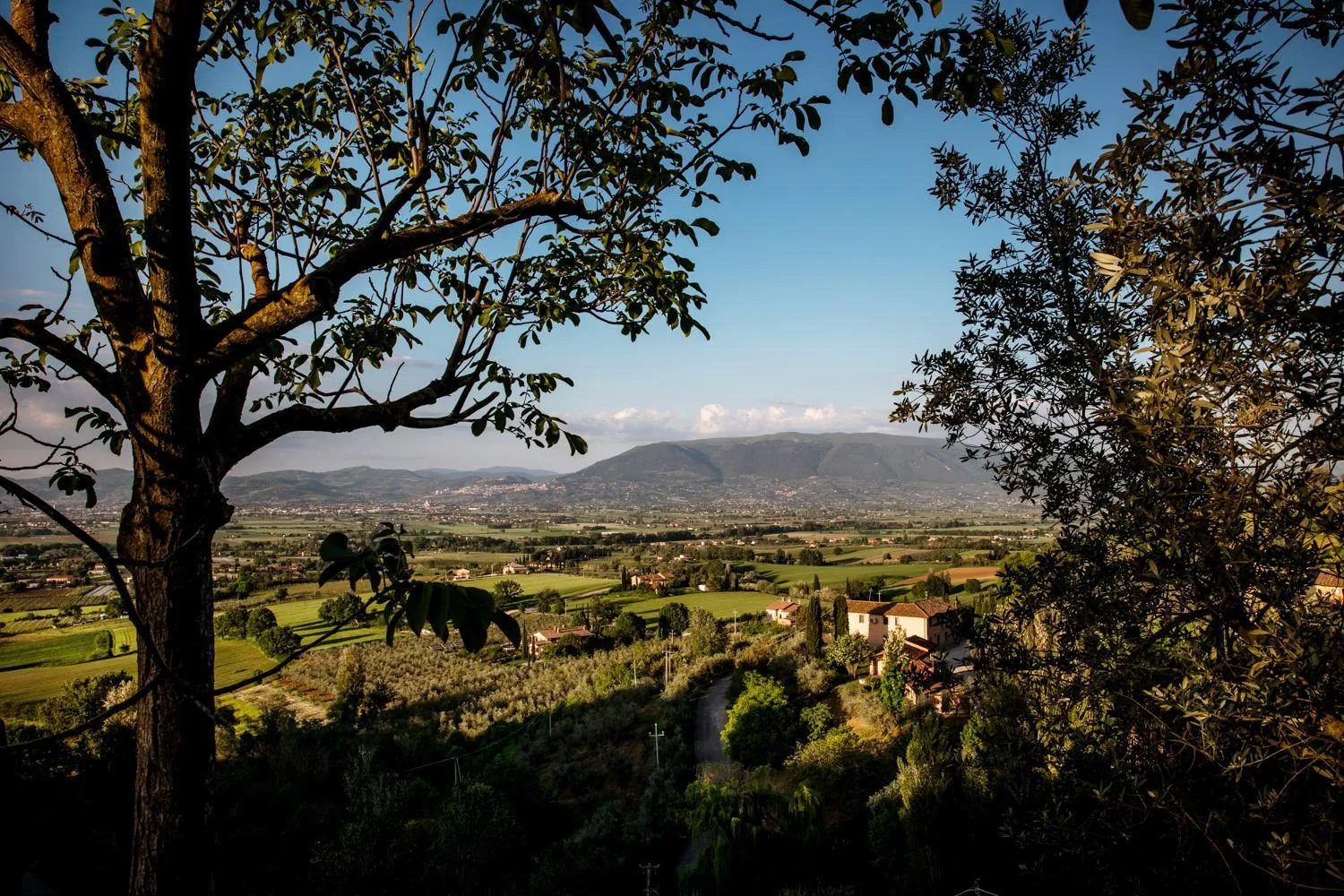 View (from property/room) in Il Poggio degli Olivi
