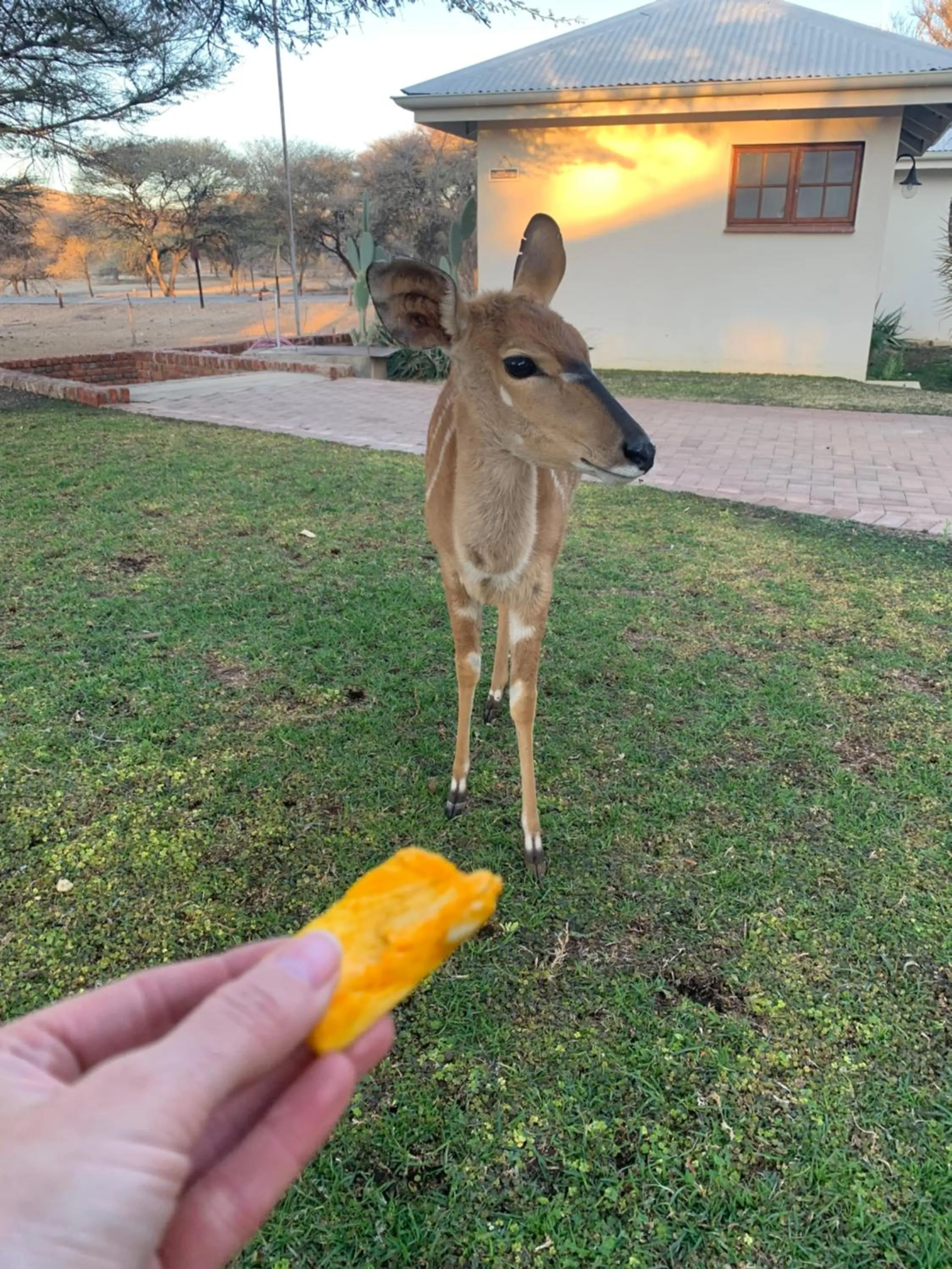 Animals in Otjibamba Lodge