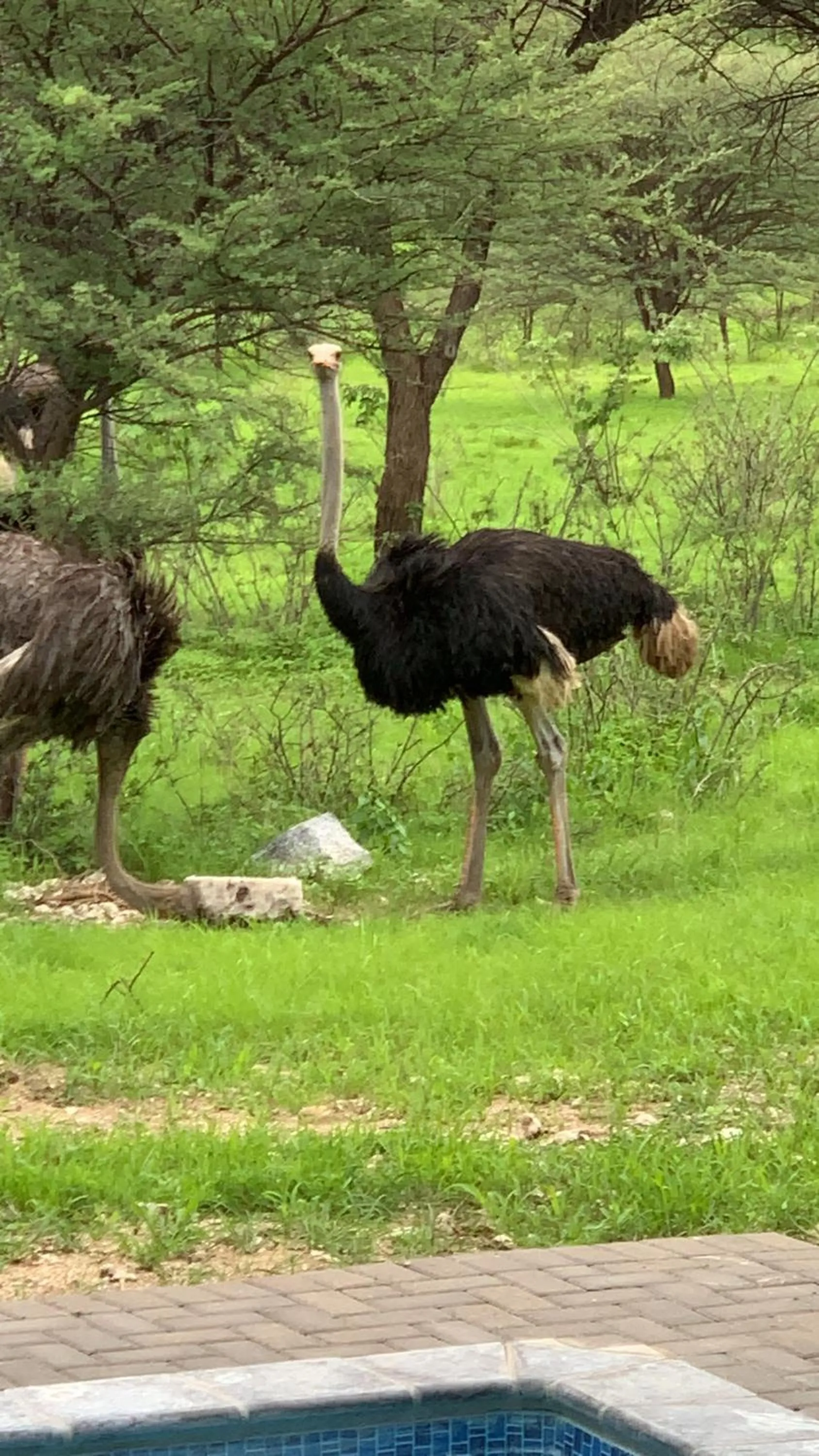 Animals in Otjibamba Lodge