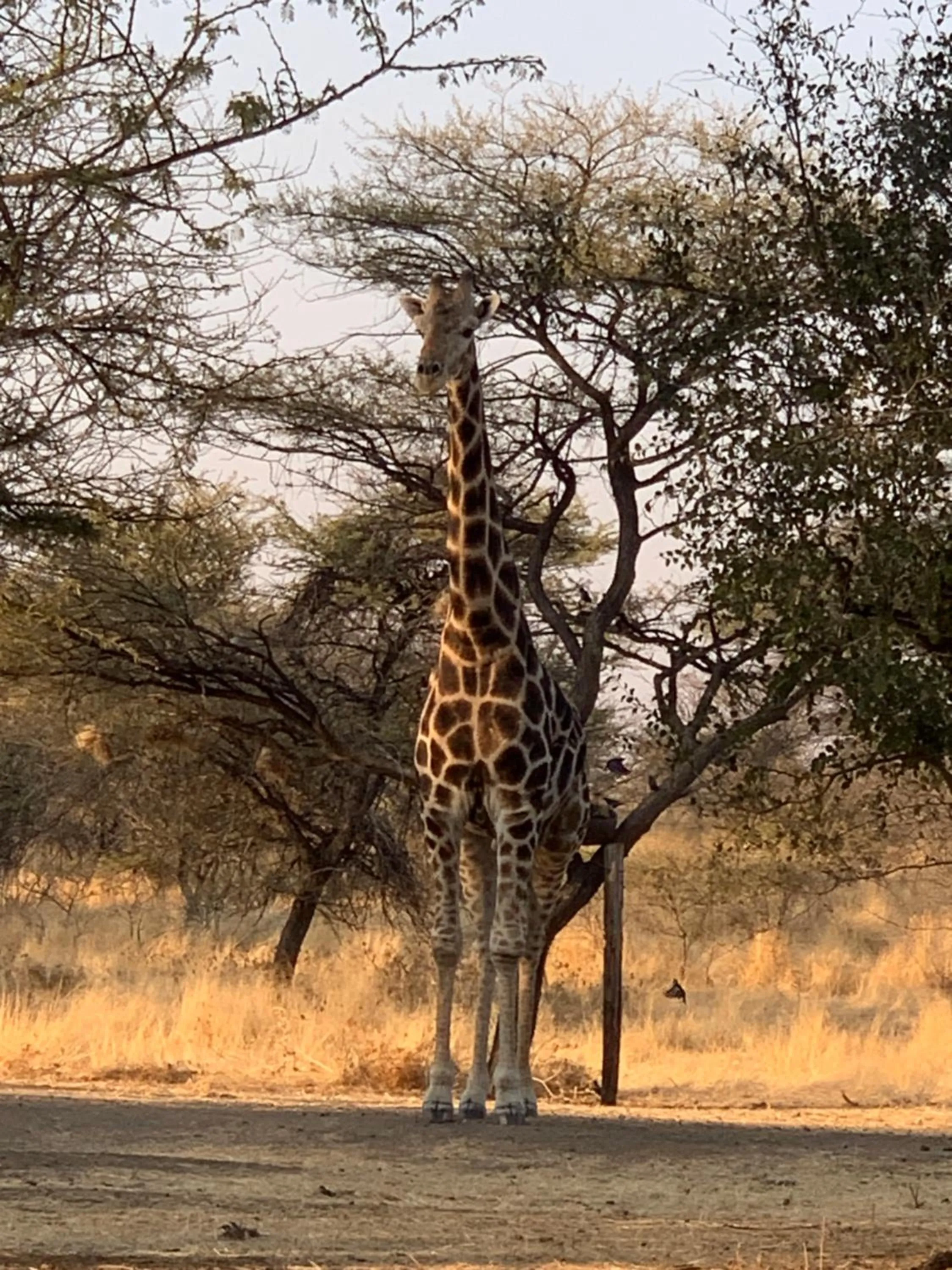 Animals in Otjibamba Lodge