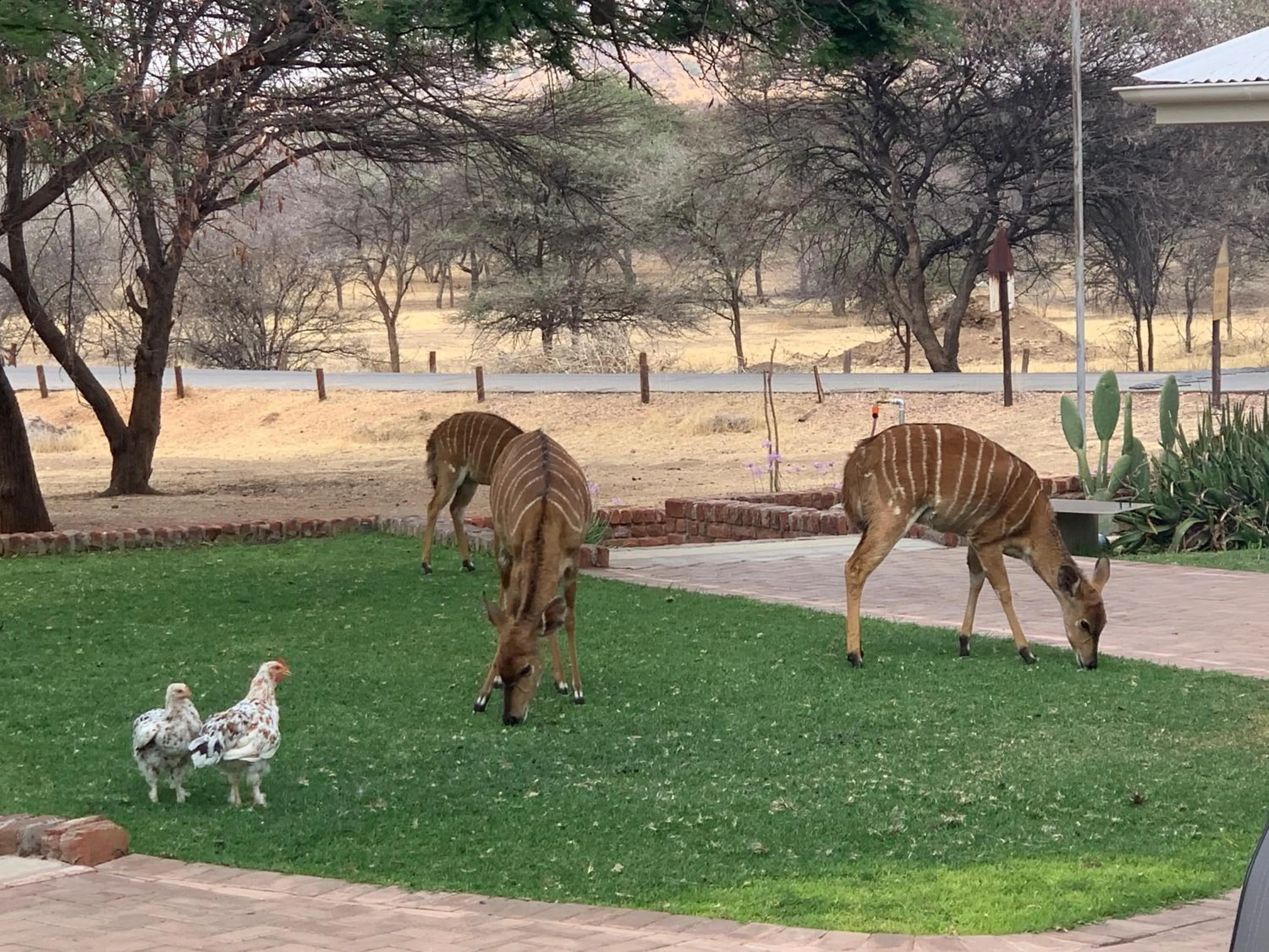 Animals in Otjibamba Lodge