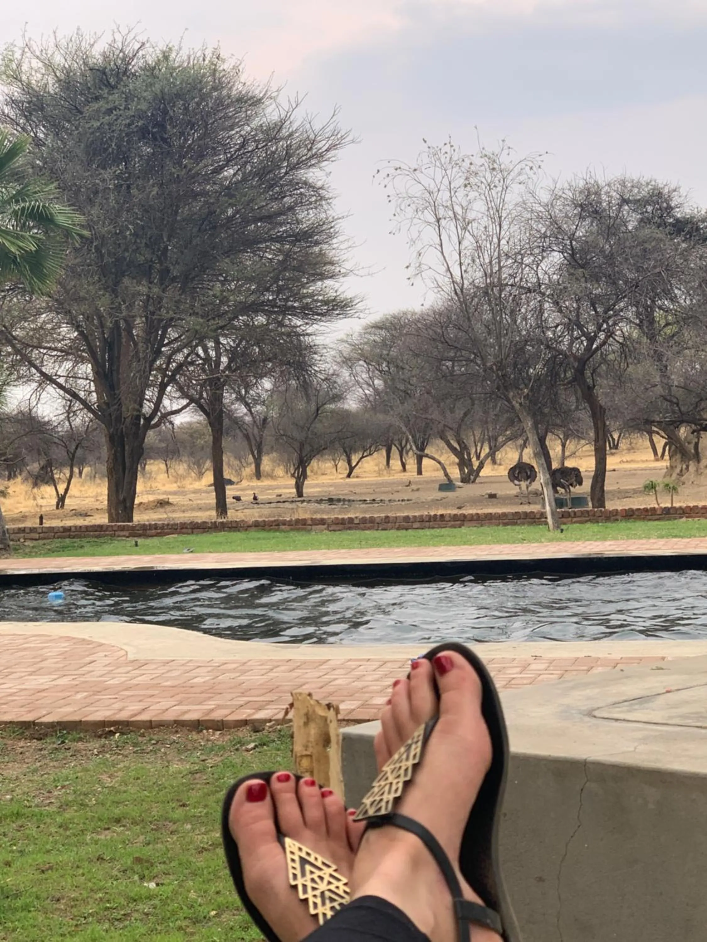 Swimming pool in Otjibamba Lodge