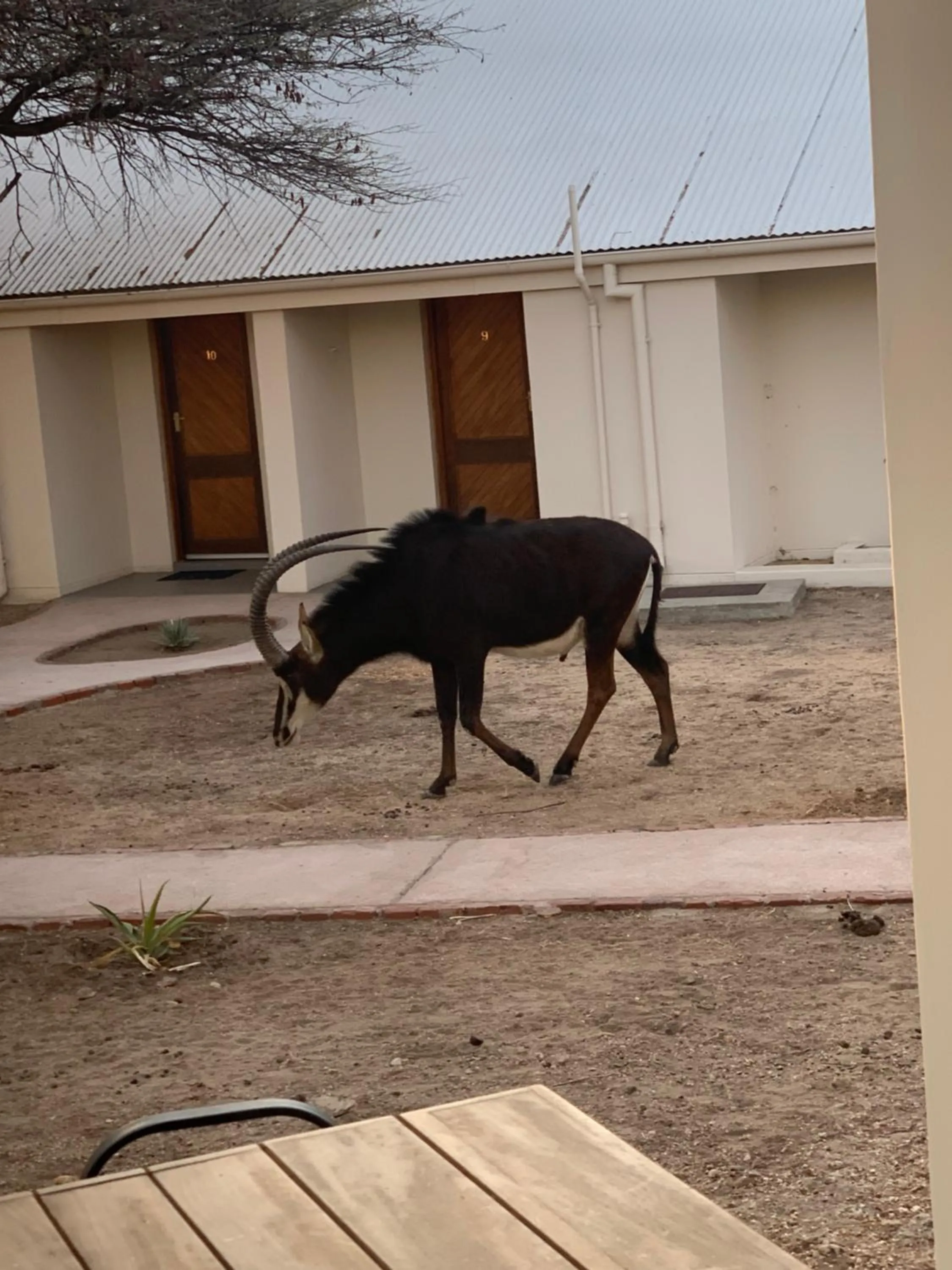 Animals in Otjibamba Lodge