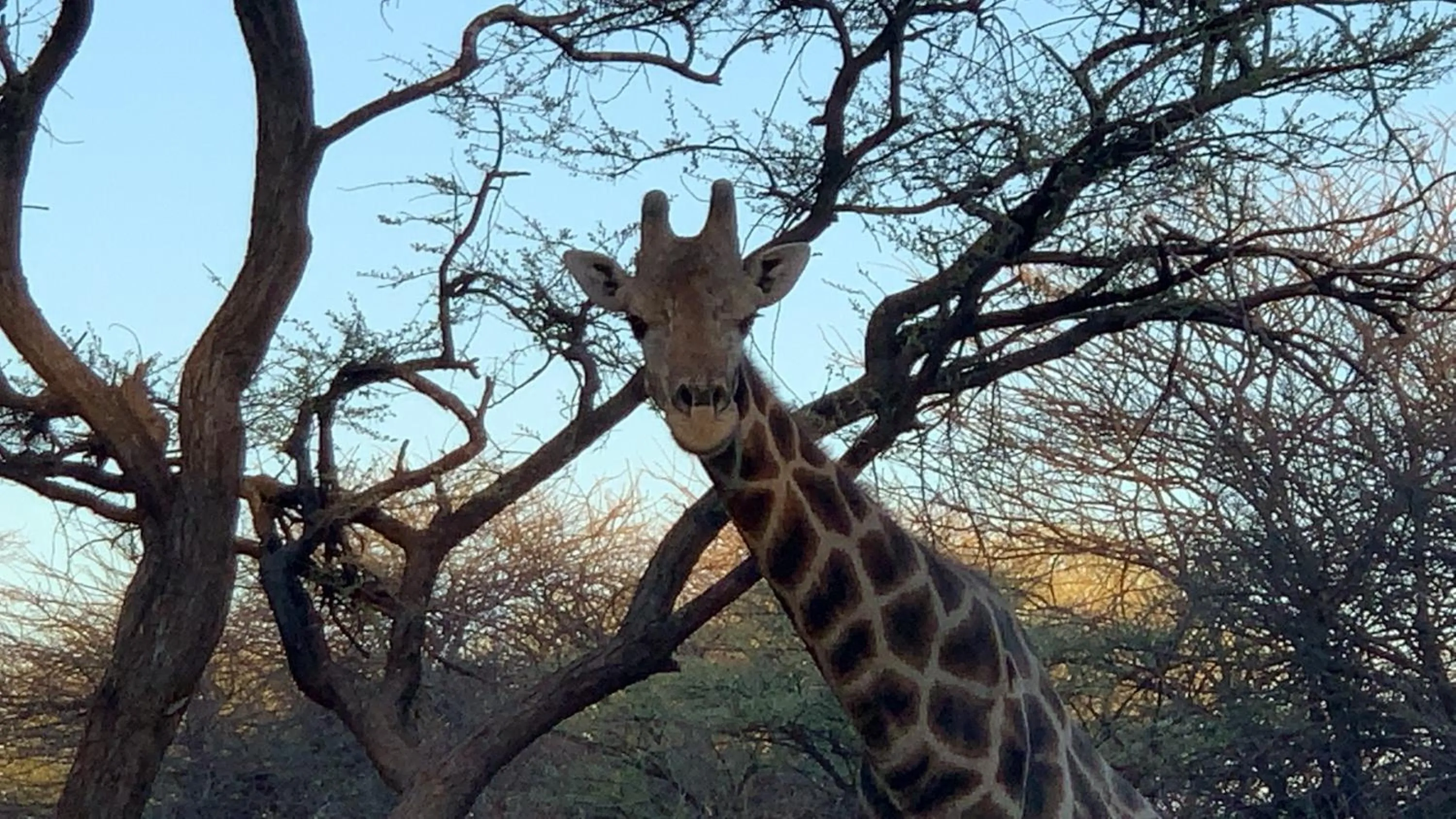 Animals in Otjibamba Lodge