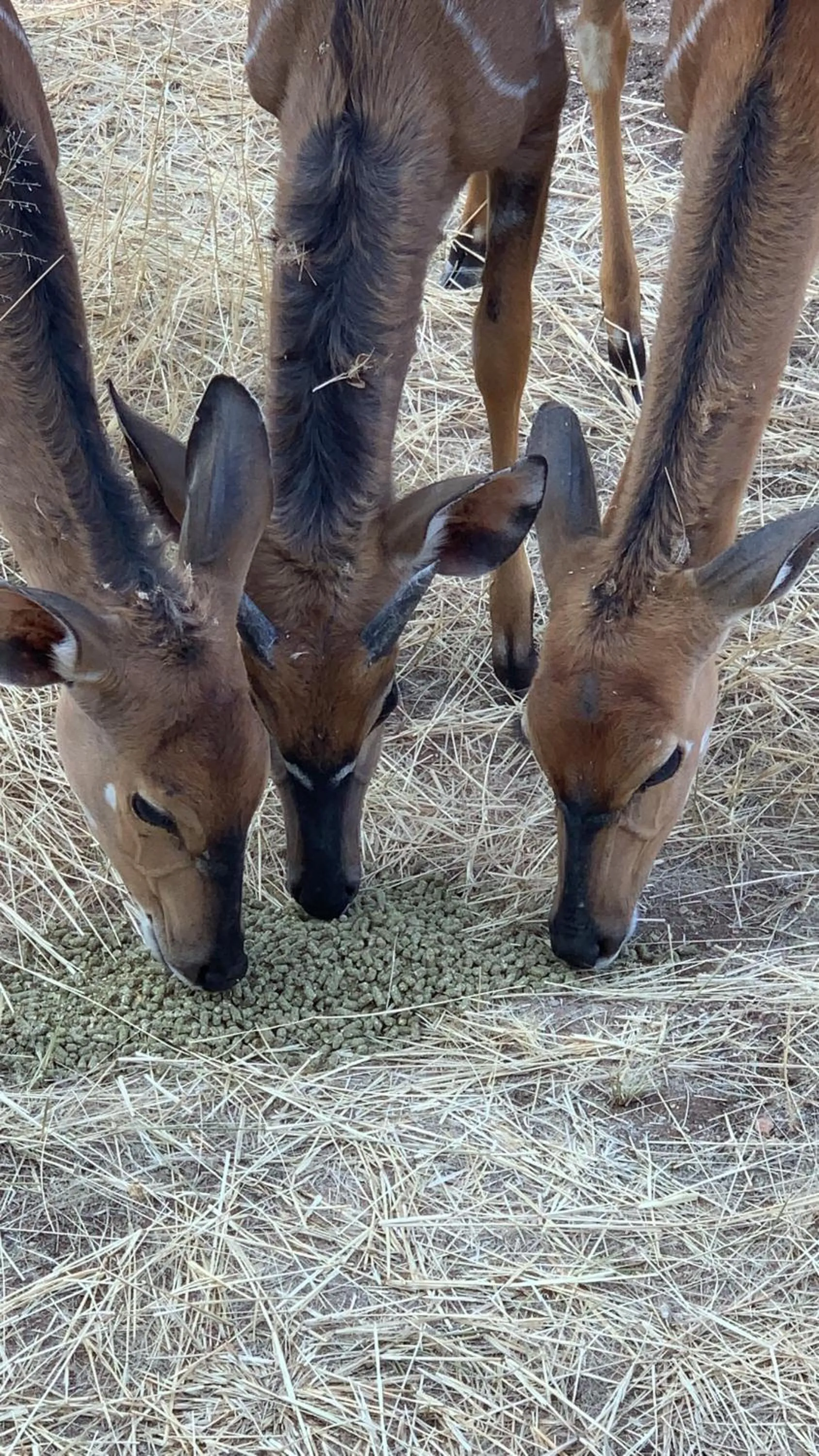 Animals in Otjibamba Lodge