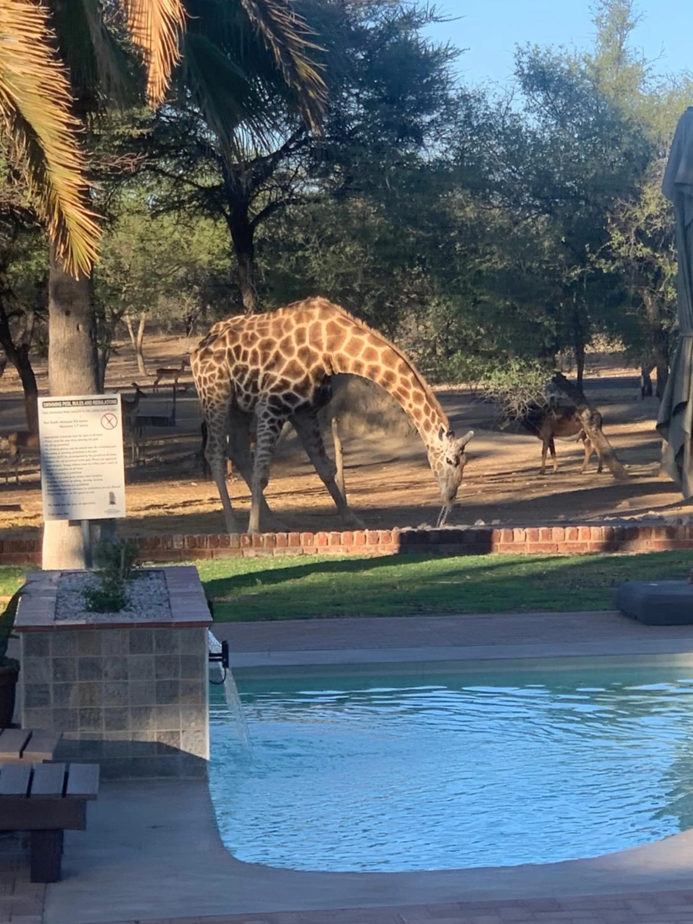 Animals in Otjibamba Lodge