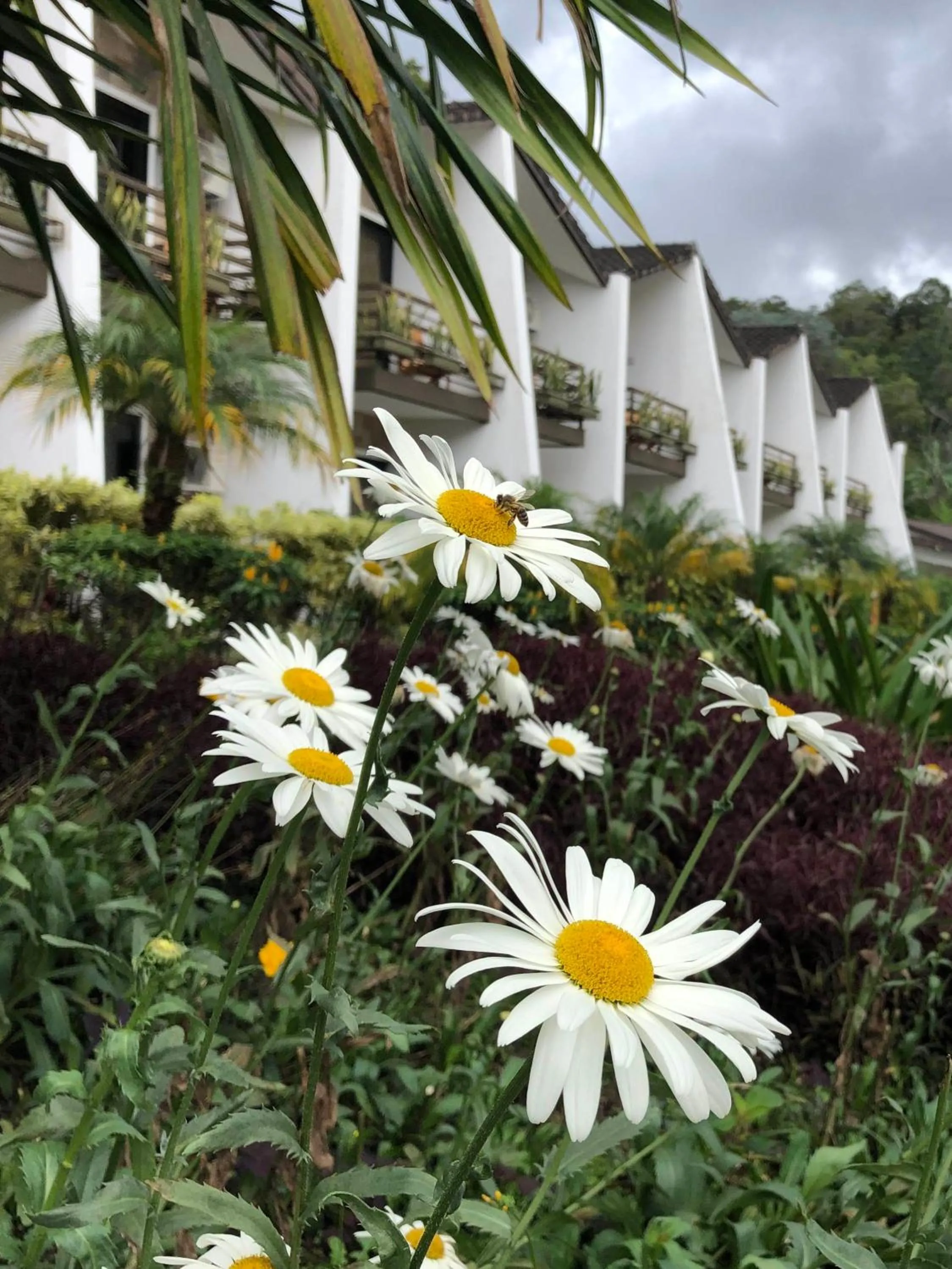Garden in Hotel Ladera