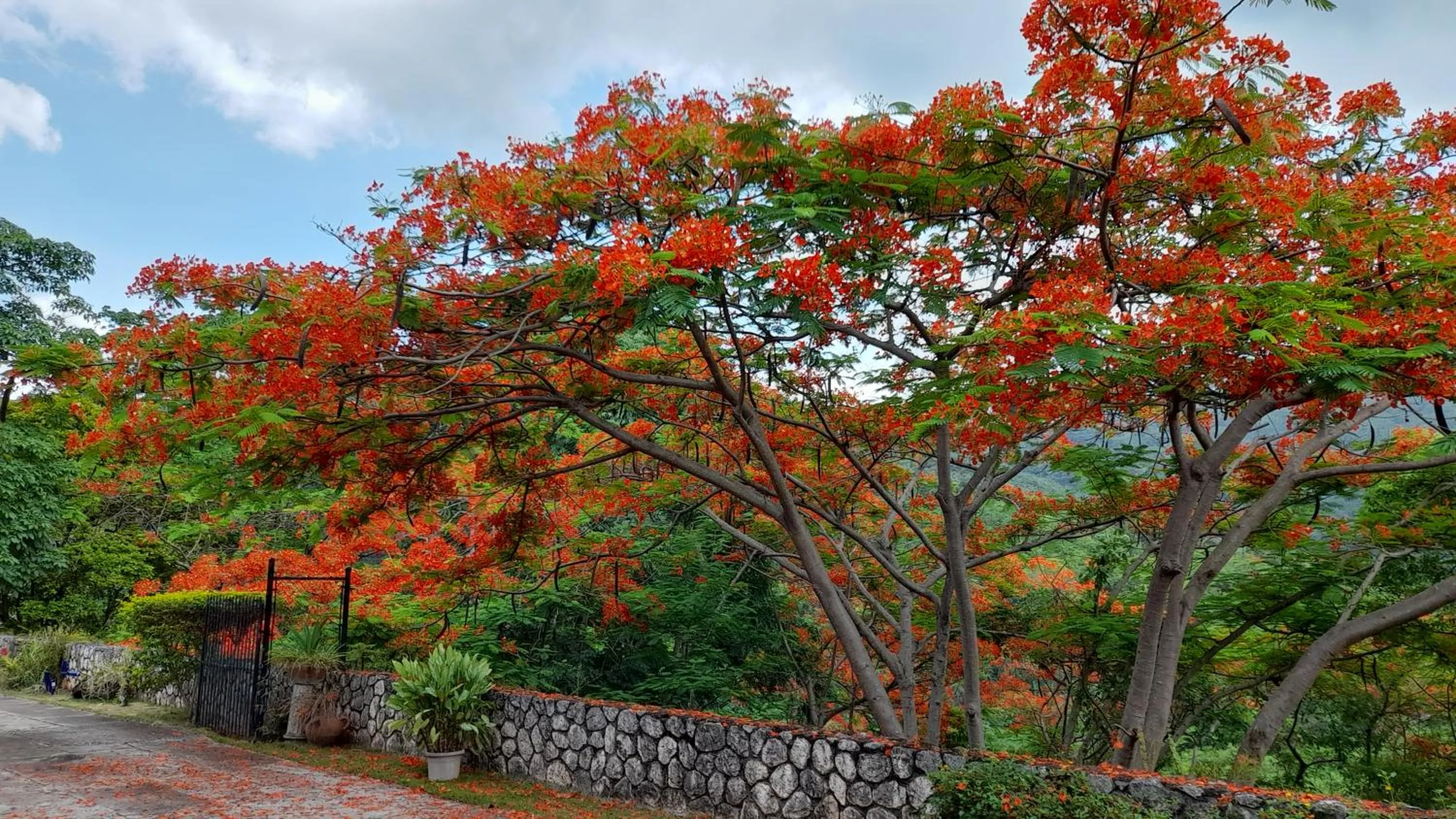Garden in Neita's Nest