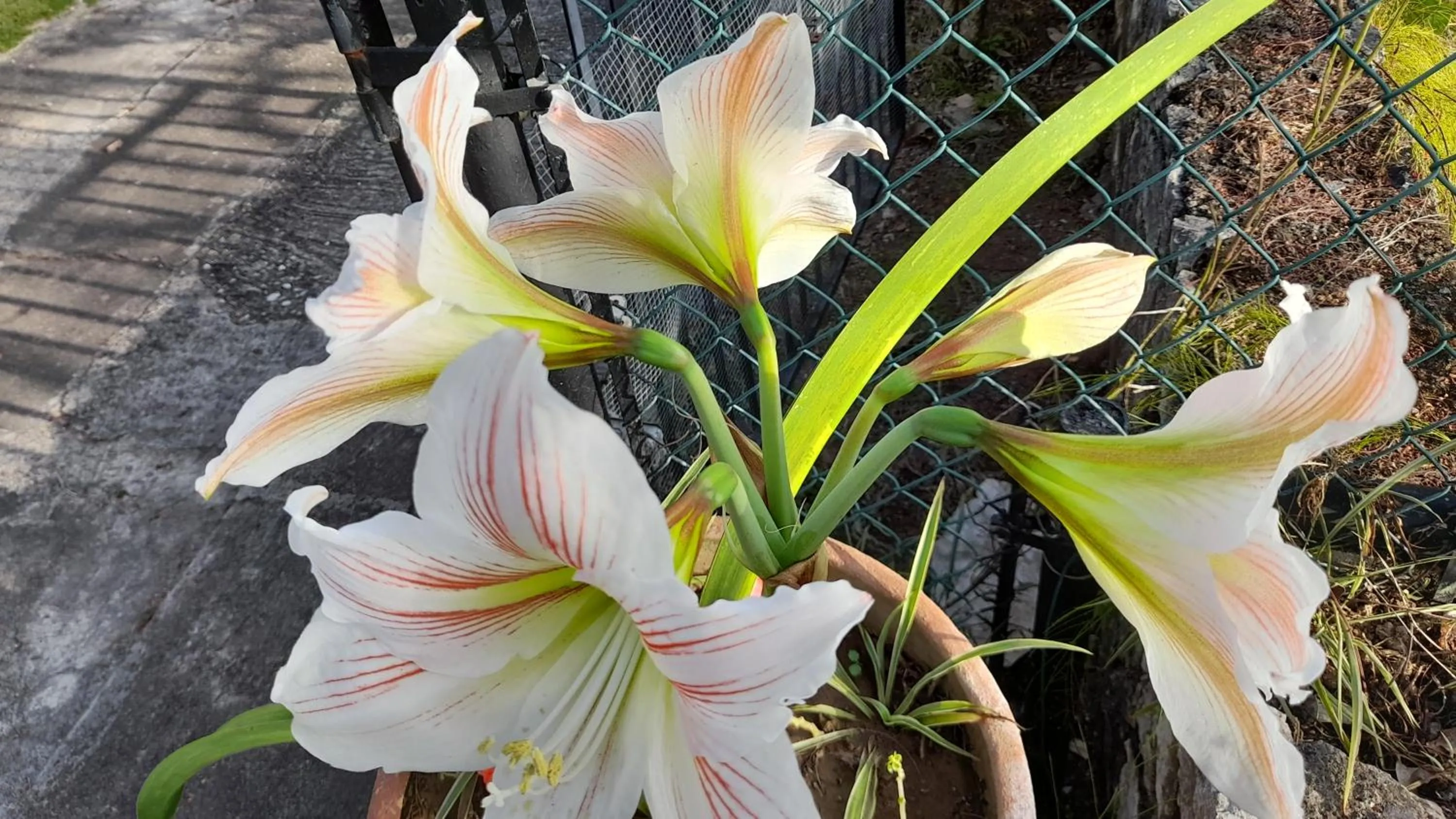 Garden in Neita's Nest