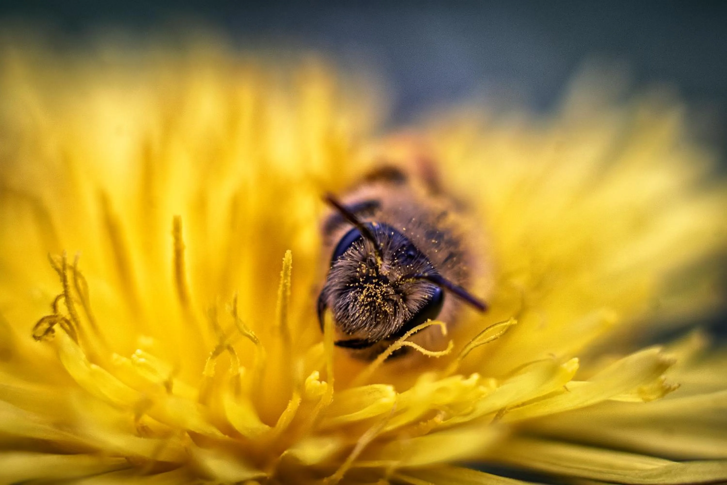 Spring in Ferme des Petites Oreilles 4 étoiles