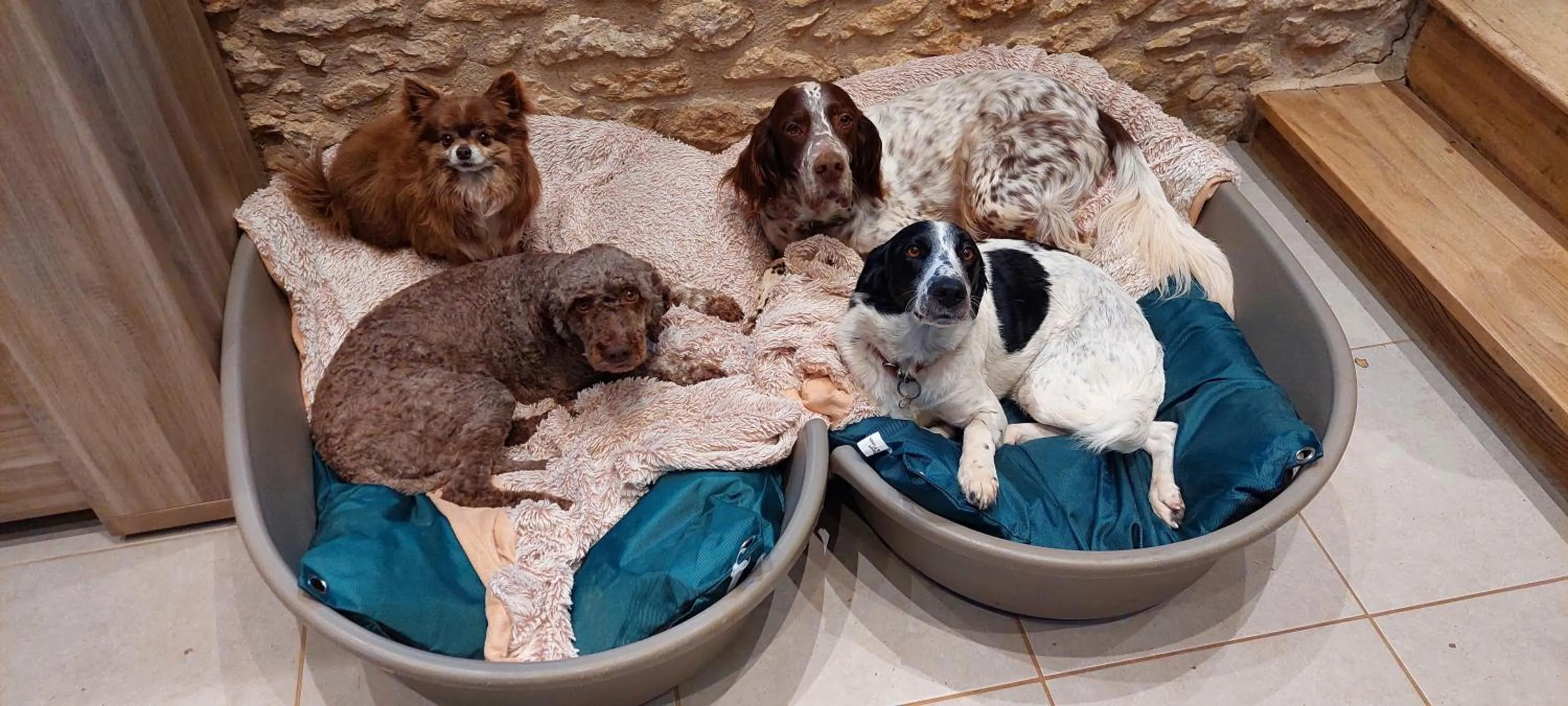 Animals in Ferme des Petites Oreilles 4 étoiles