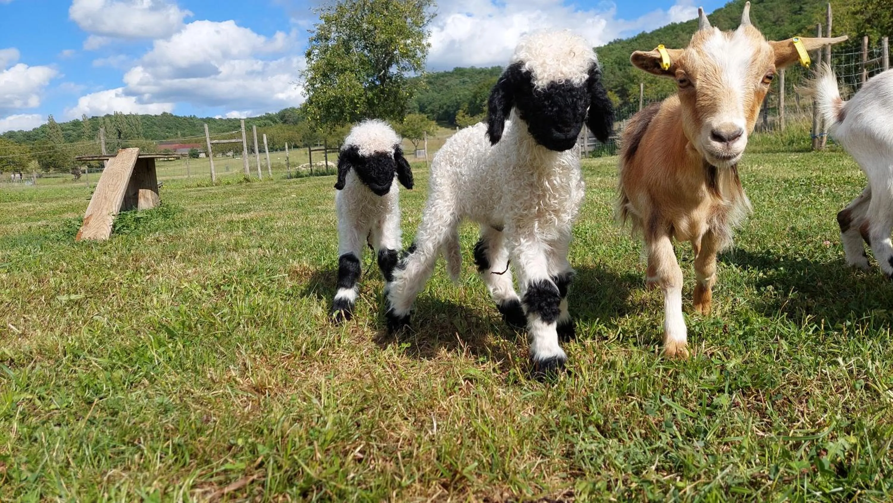 Animals in Ferme des Petites Oreilles 4 étoiles