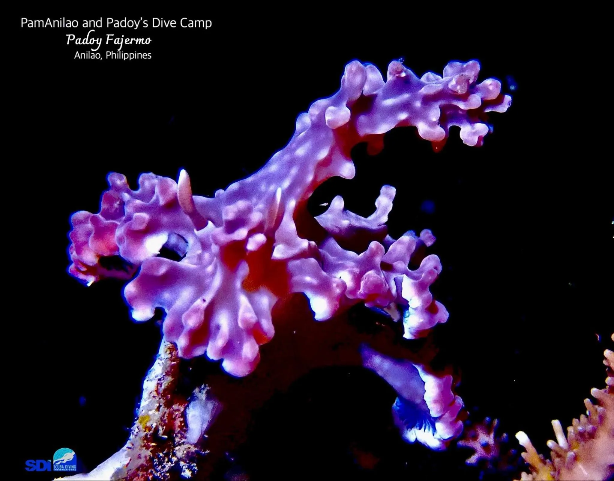 PamAnilao and Padoy's Dive Camp