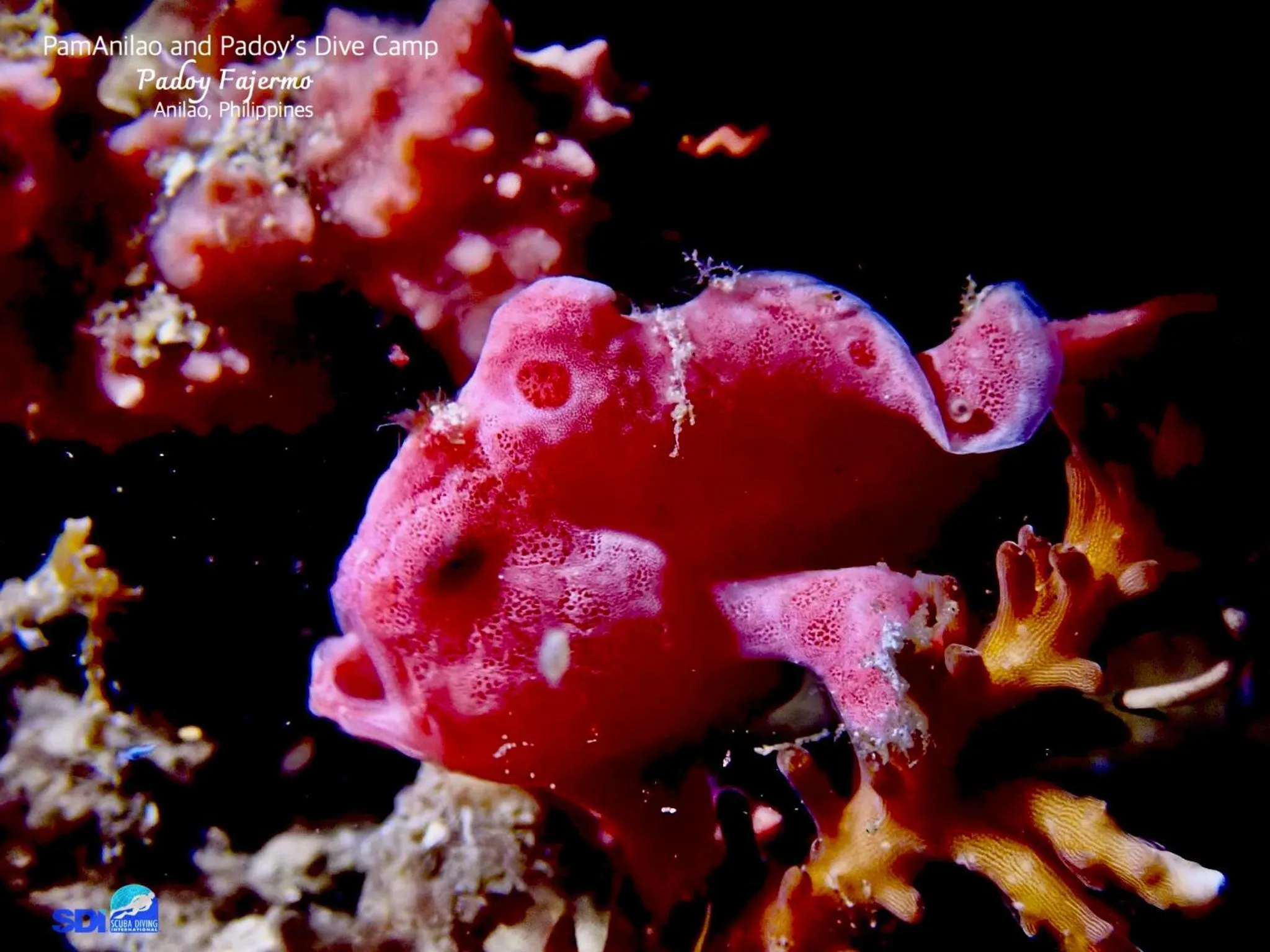 PamAnilao and Padoy's Dive Camp