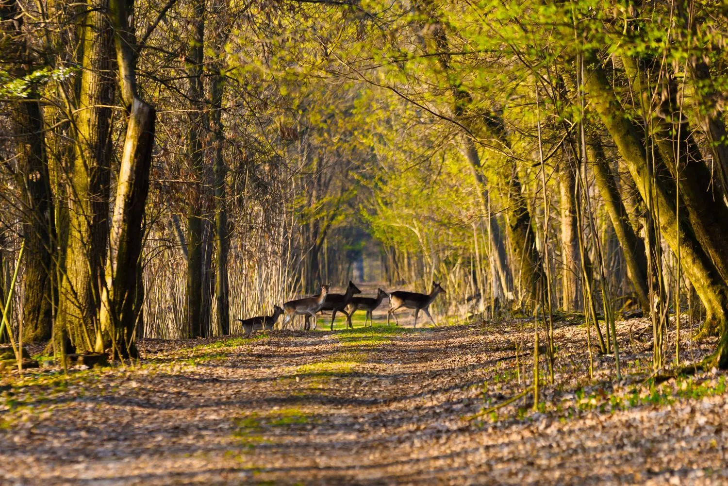 Animals in Country Hotel Castelbarco