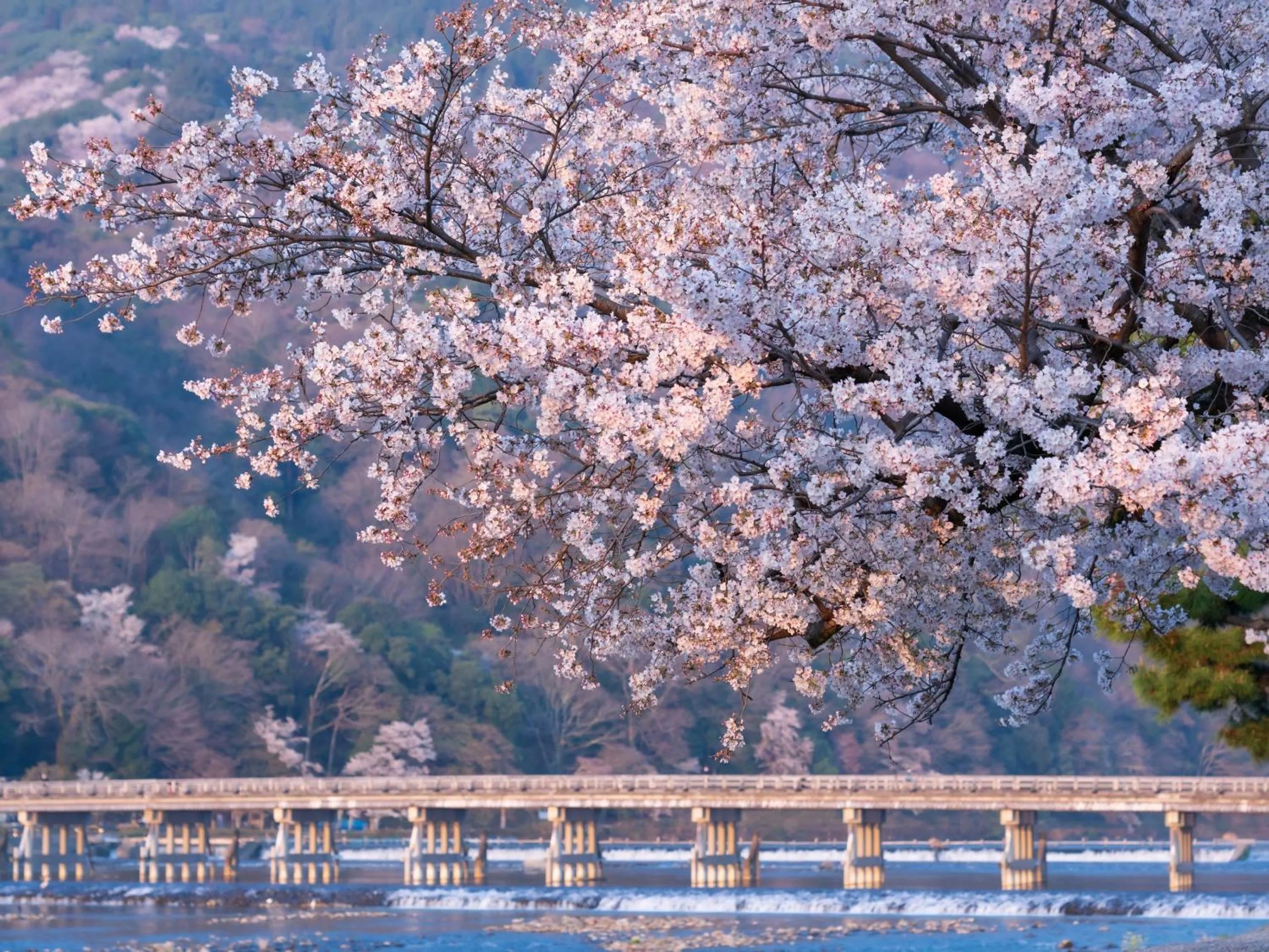 Nearby landmark in THE BLOSSOM KYOTO