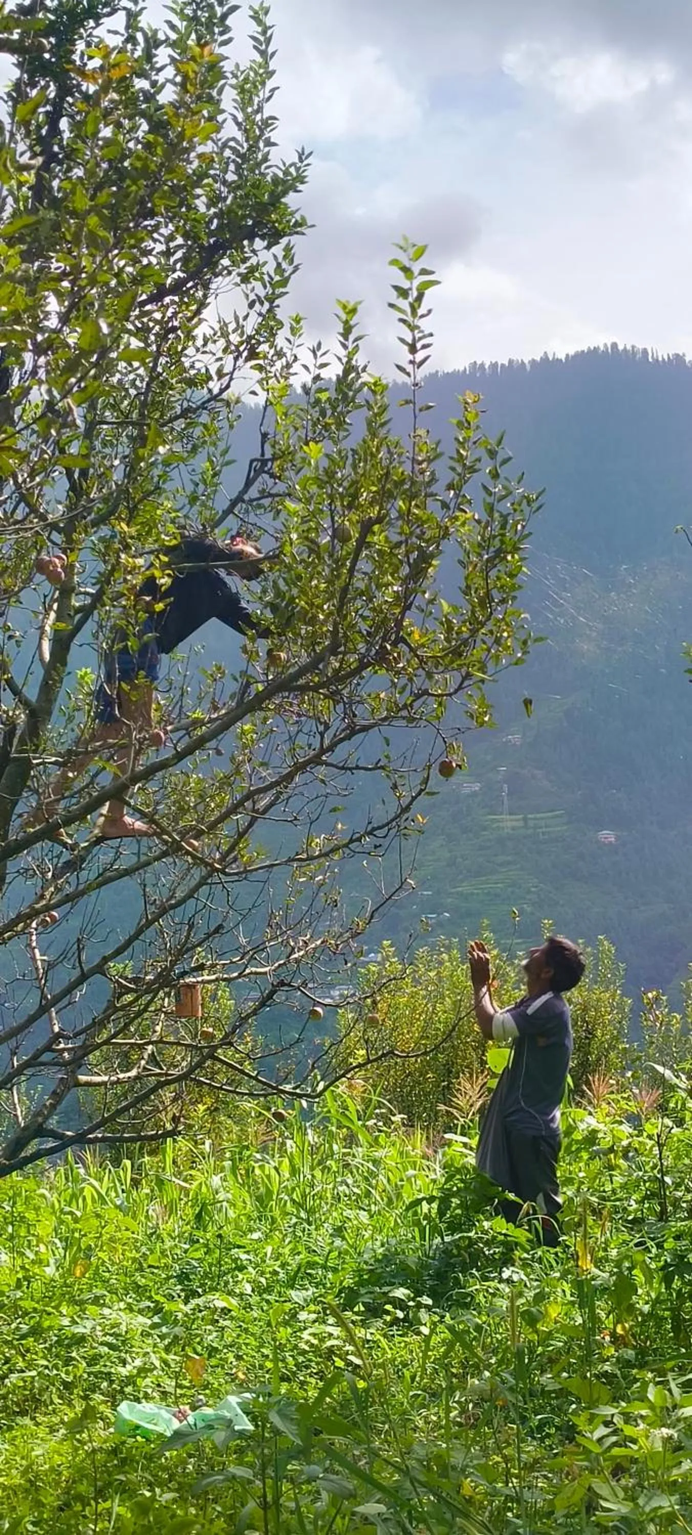 Garden in MOZO Inn&Cafe Jibhi