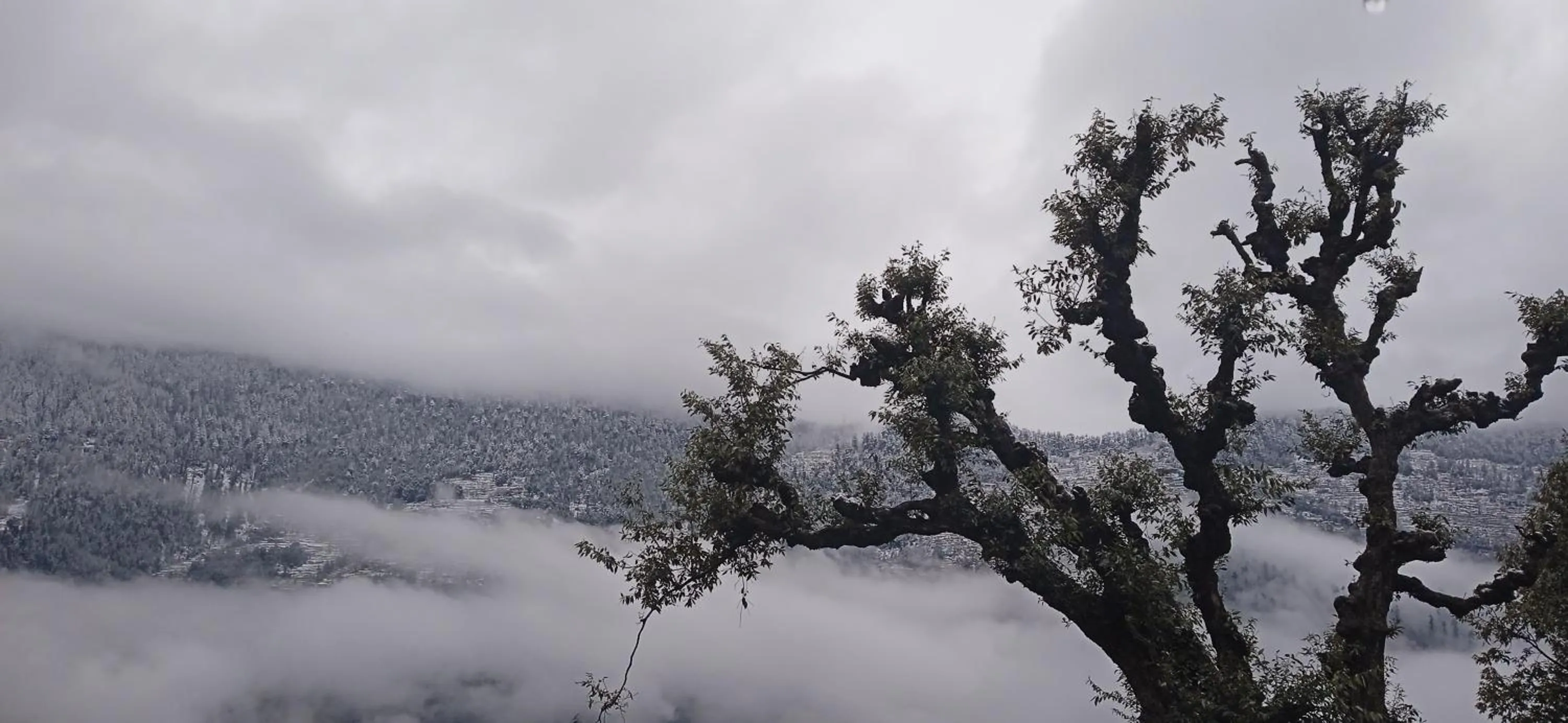 Natural landscape in MOZO Inn&Cafe Jibhi