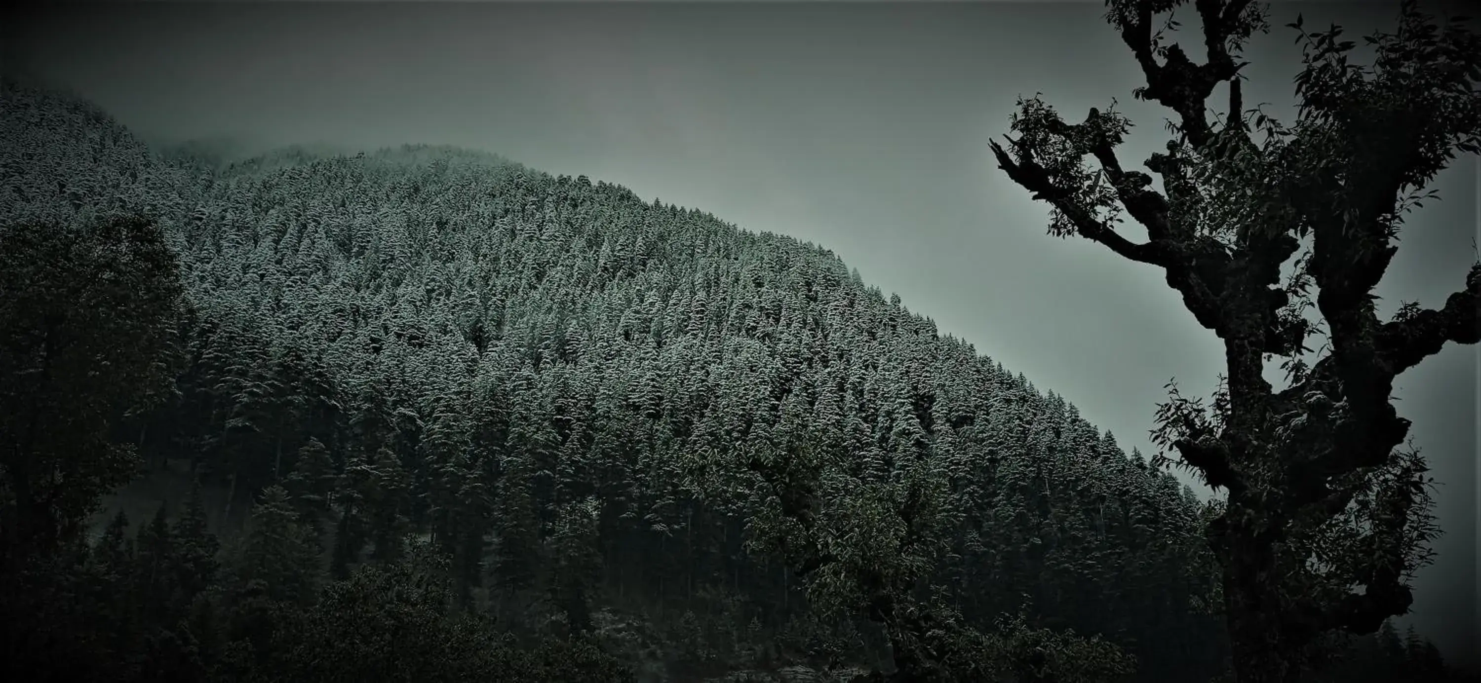 Bunk Bed in Mixed Dormitory Room in MOZO Inn&Cafe Jibhi Bunk Bed in Mixed Dormitory Room in MOZO Inn&Cafe Jibhi