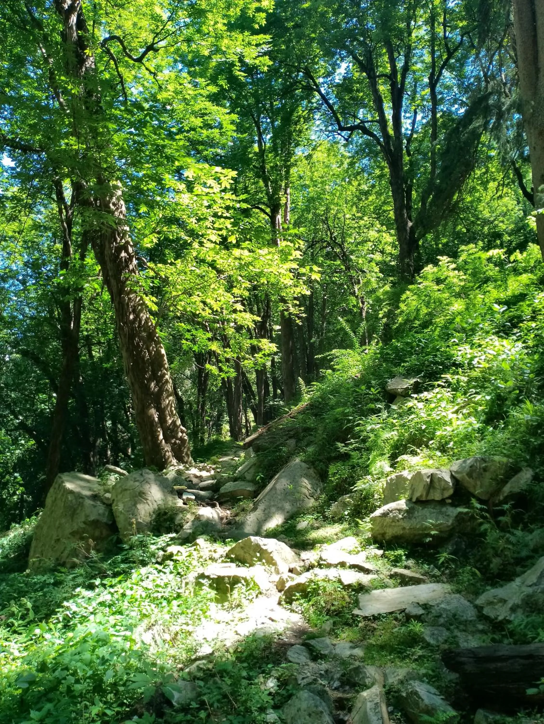 Hiking in MOZO Inn&Cafe Jibhi