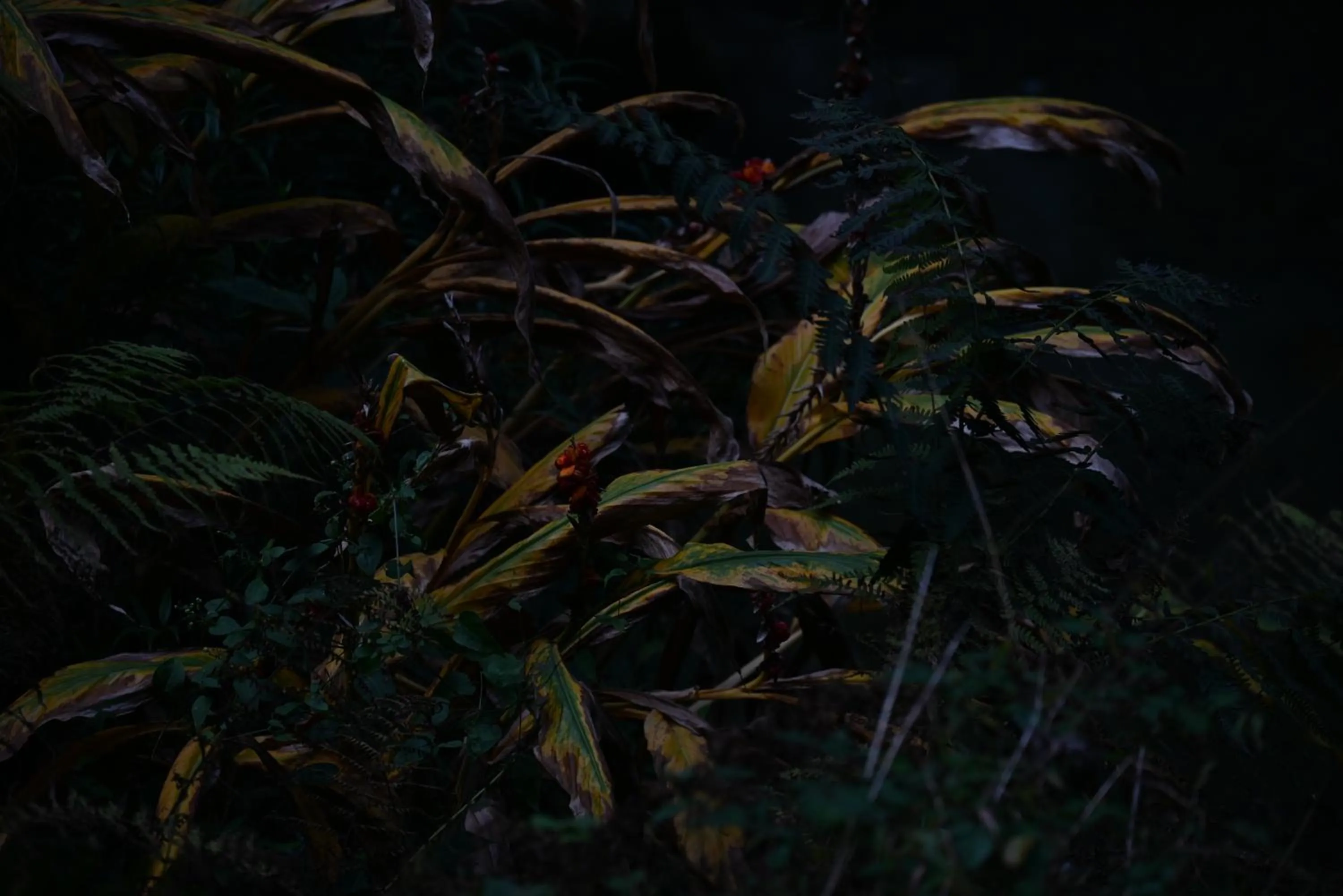 Night in MOZO Inn&Cafe Jibhi