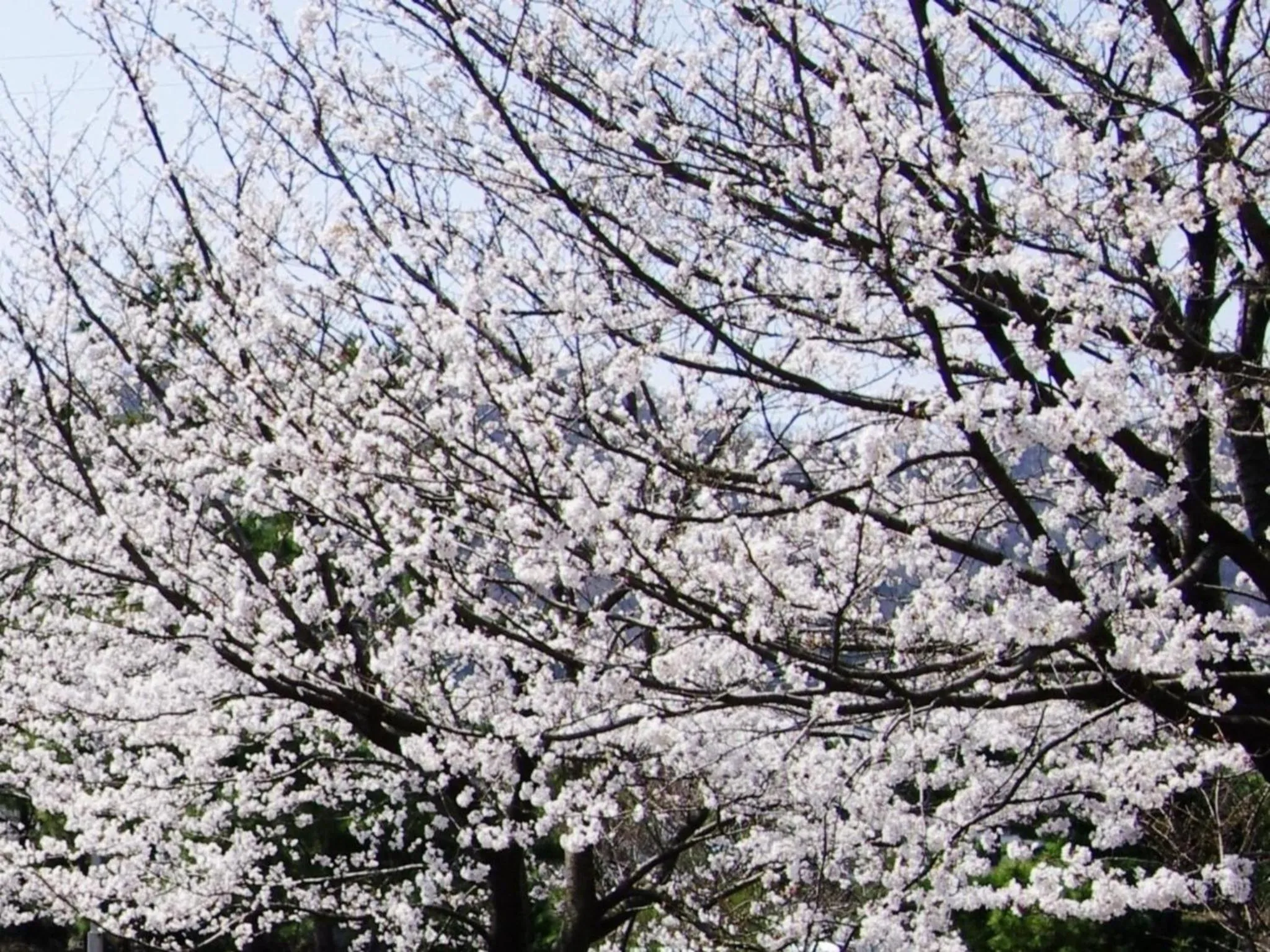 Hotel Kunitomi Annex - Vacation STAY 12072v