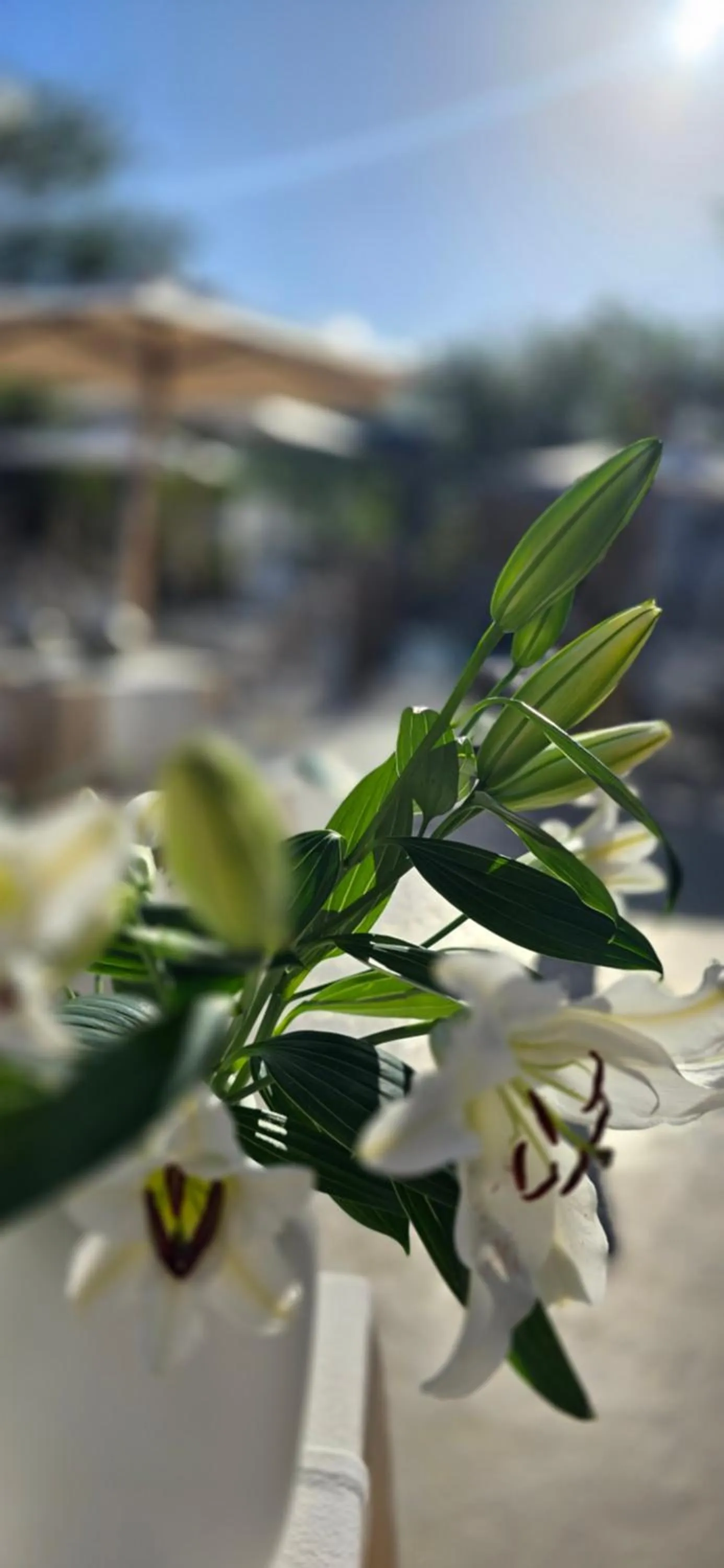 Day in African Flair Boutique Safari Lodge