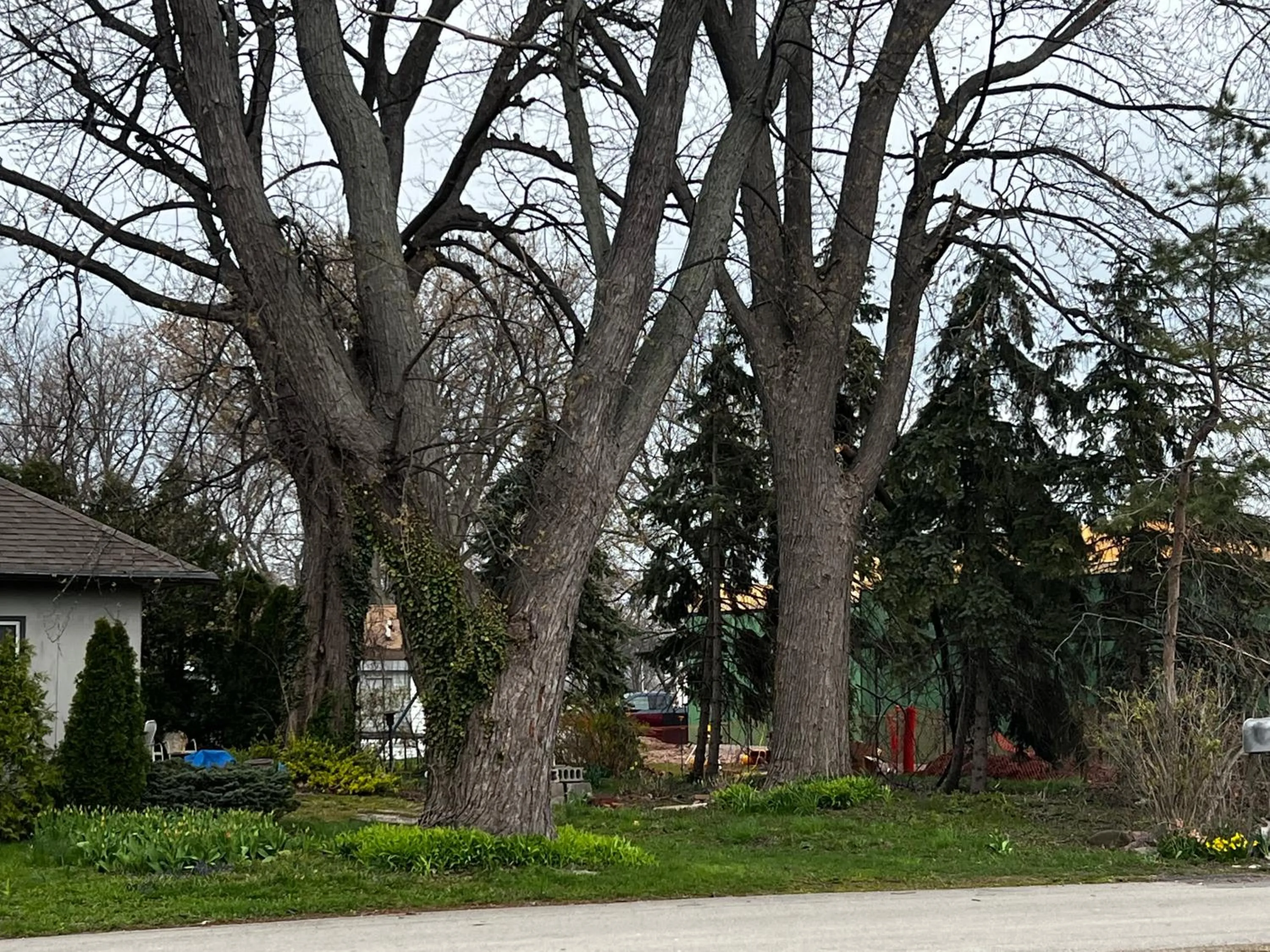 Garden in The Cedar Motel