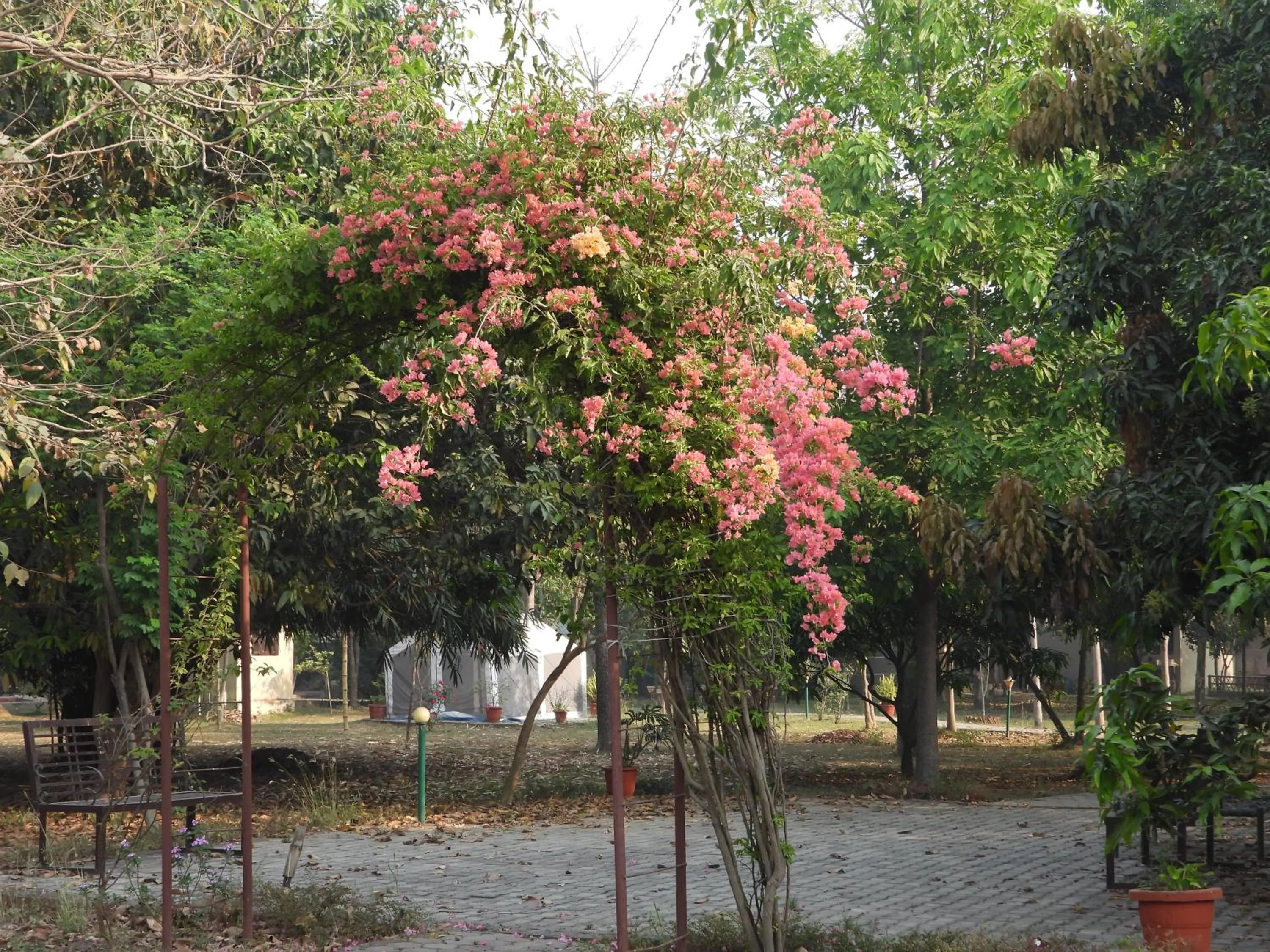 Garden in Lumbini Buddha Garden Resort