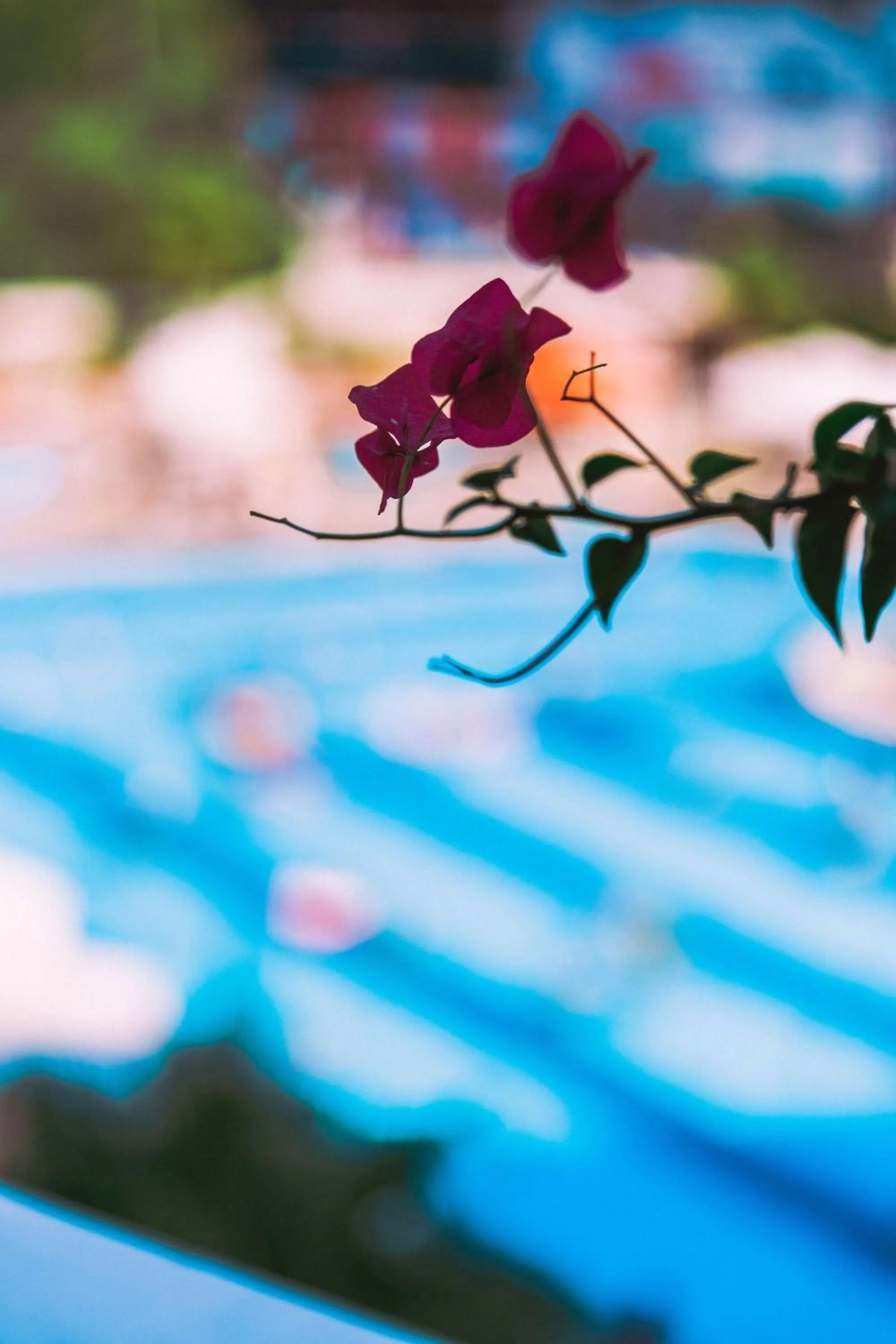 Swimming pool in Oz Hotels Sui