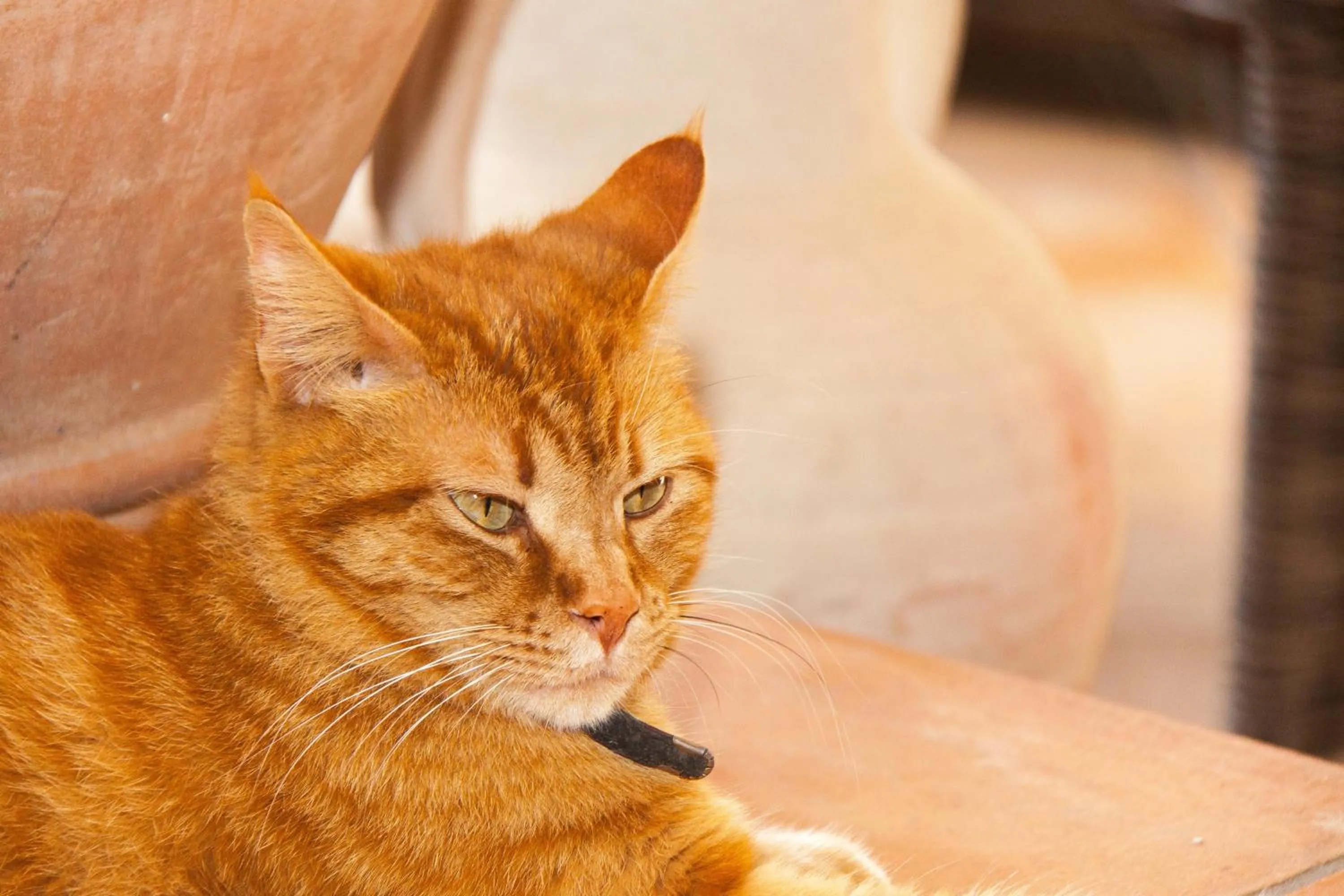 Pets in Villarena Relais