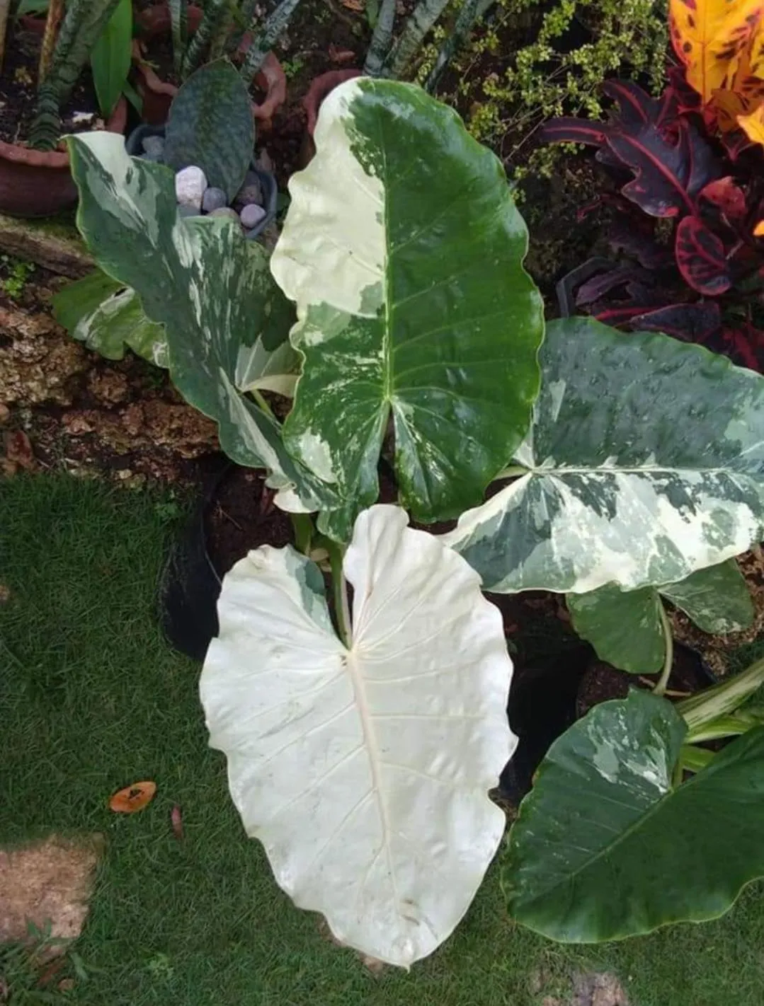 Payag n' Kapitan, Experience pinubre living