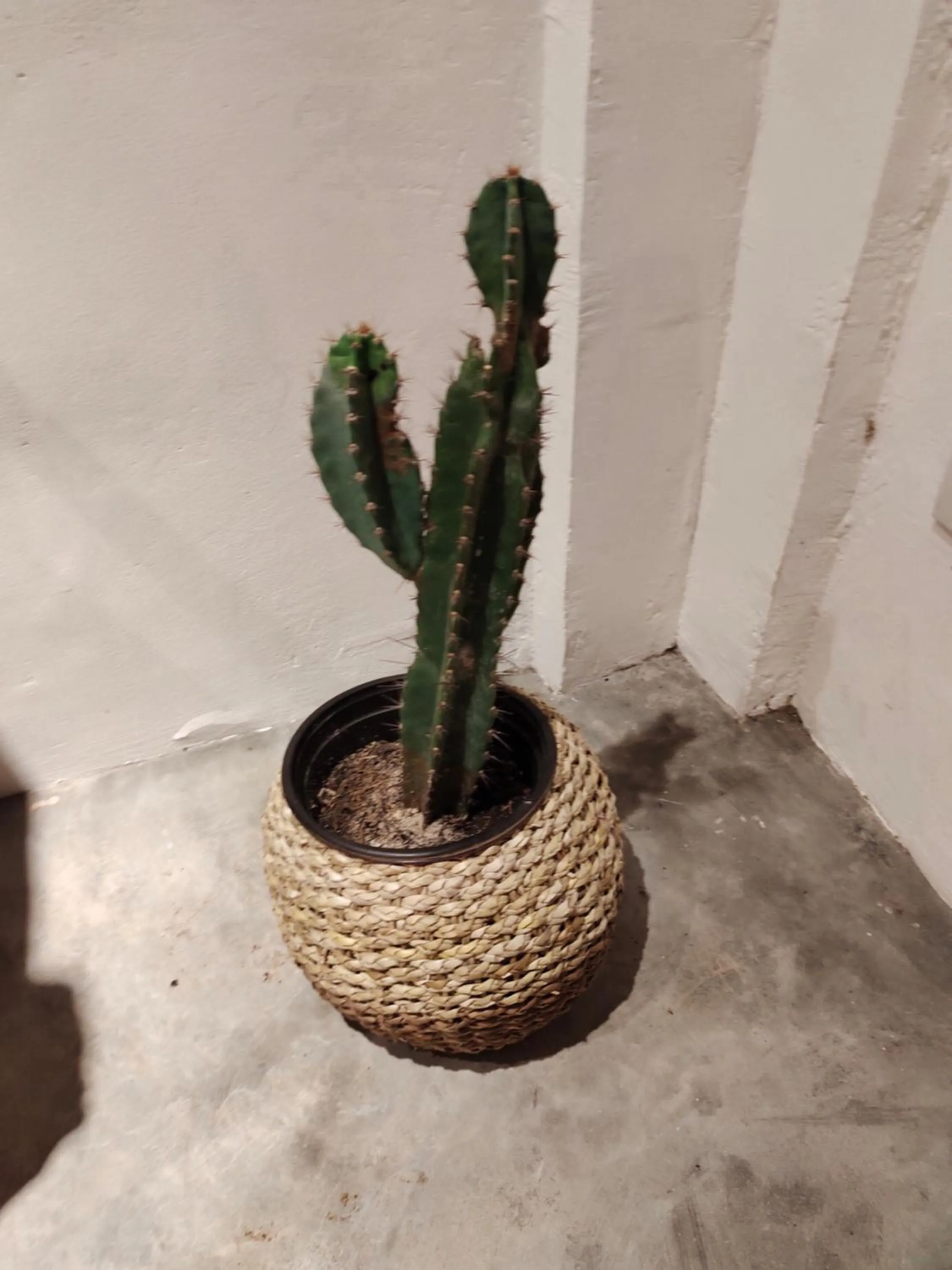 Payag n' Kapitan, Experience pinubre living