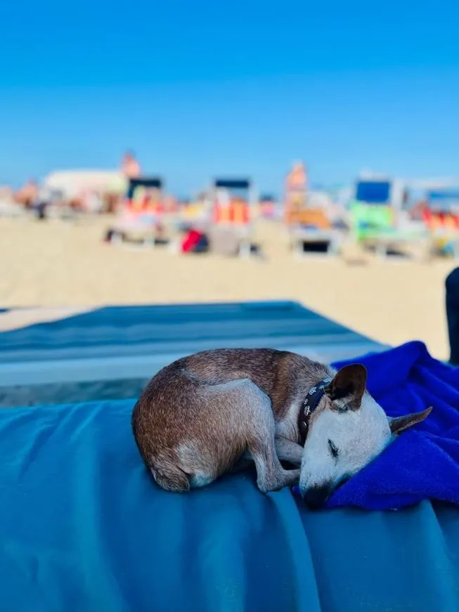 Pets in Aura Living Hotel