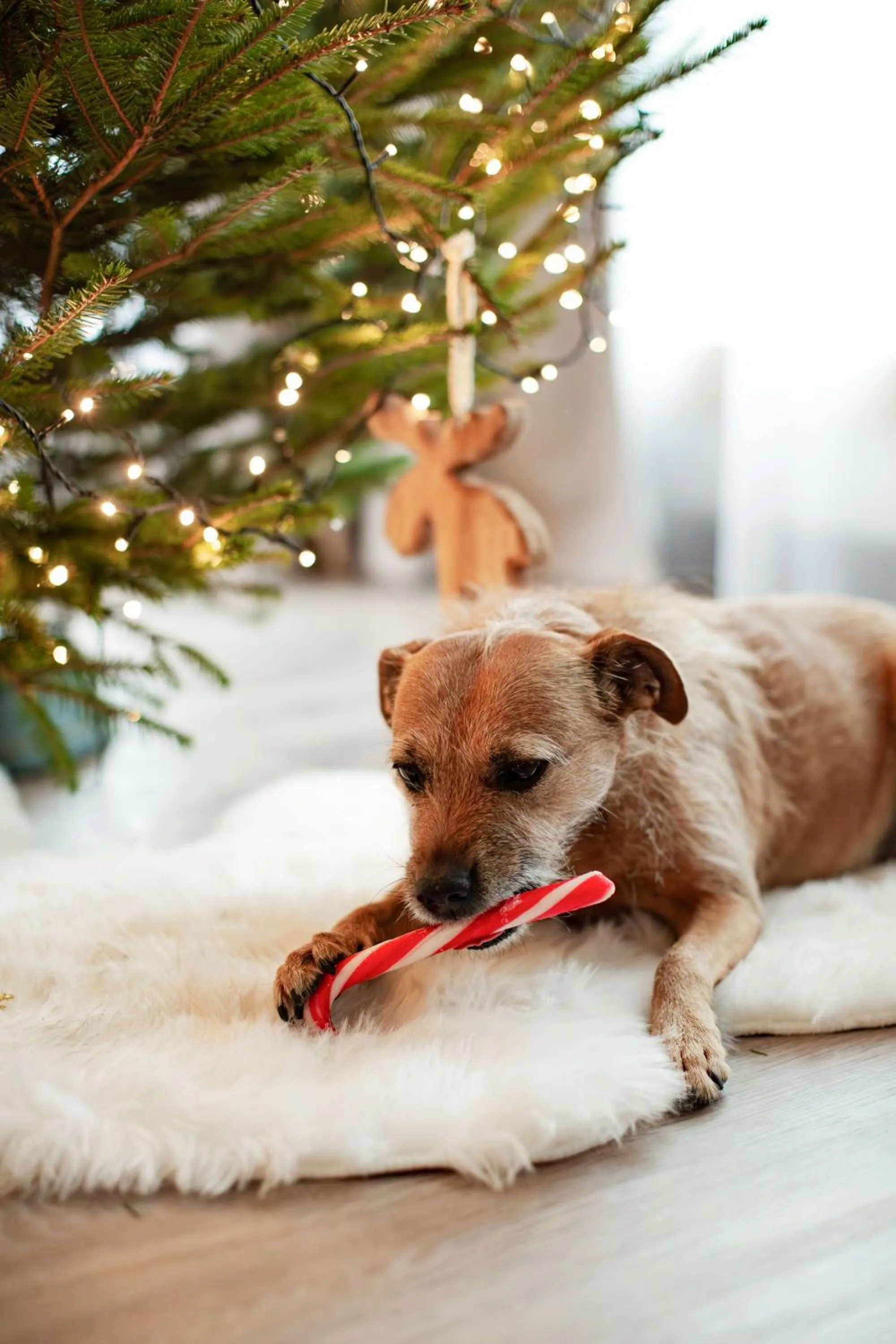 Pets in Hotel Bergo Resort & SPA