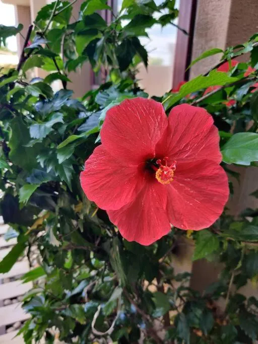 Garden in English Point Residence Beach Apartments Mombasa