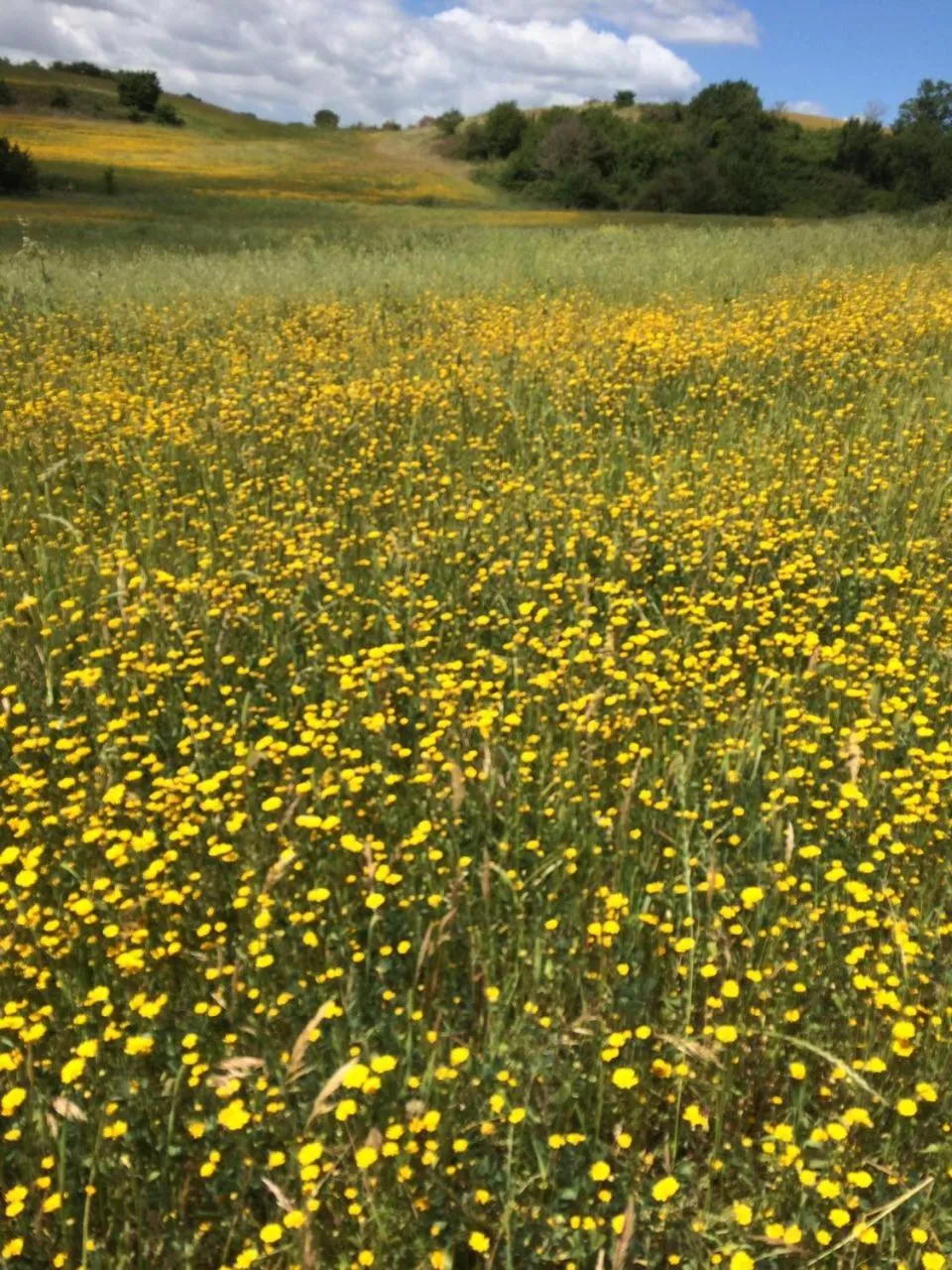 Natural landscape in Hotel Tempio di Apollo