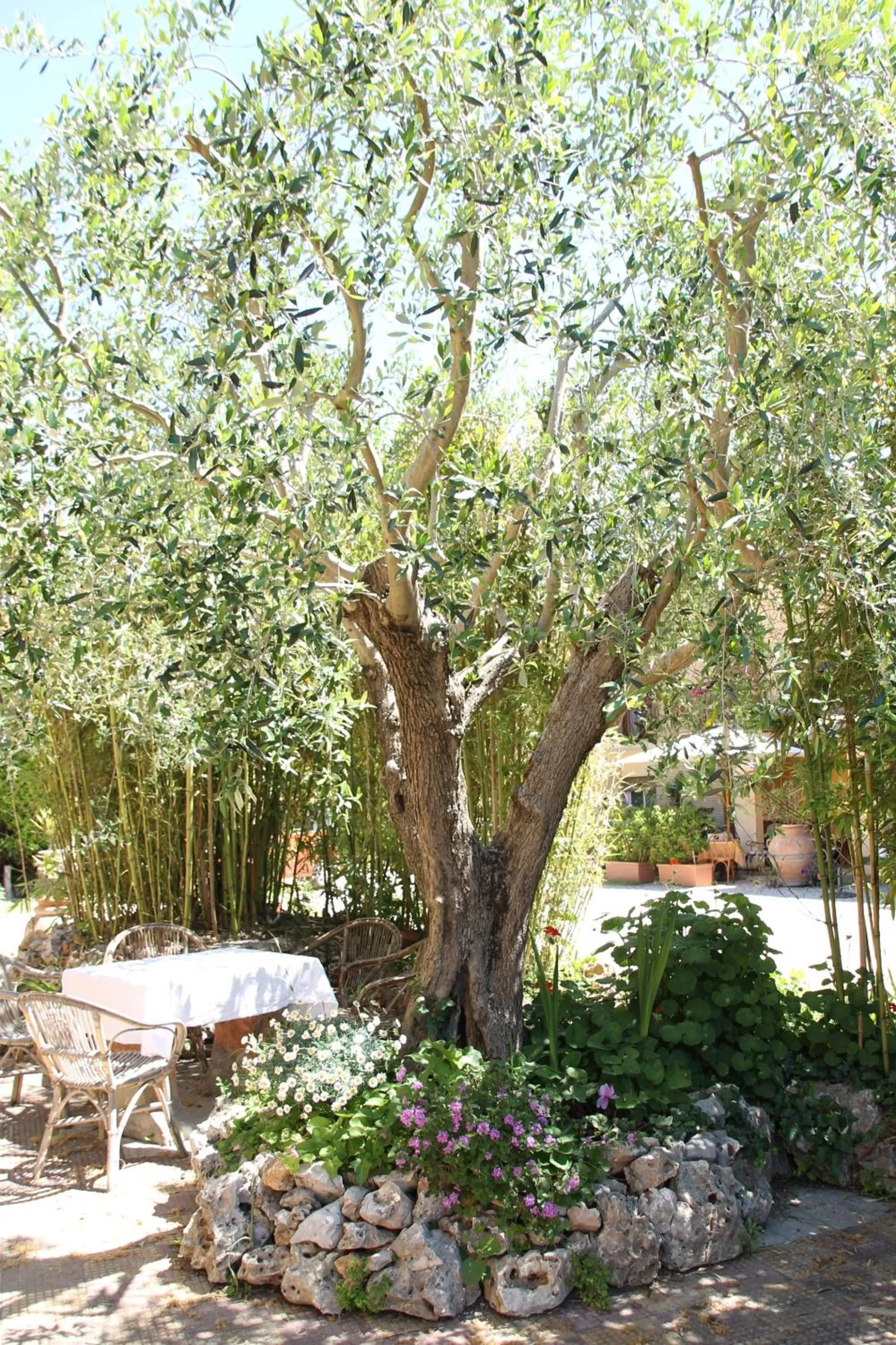 Garden in Hotel Tempio di Apollo