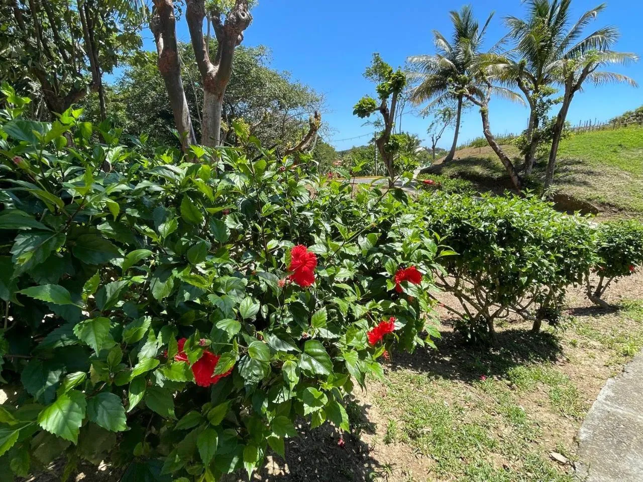 Property building in Hotel and Dive Center Roatan Yacht Club