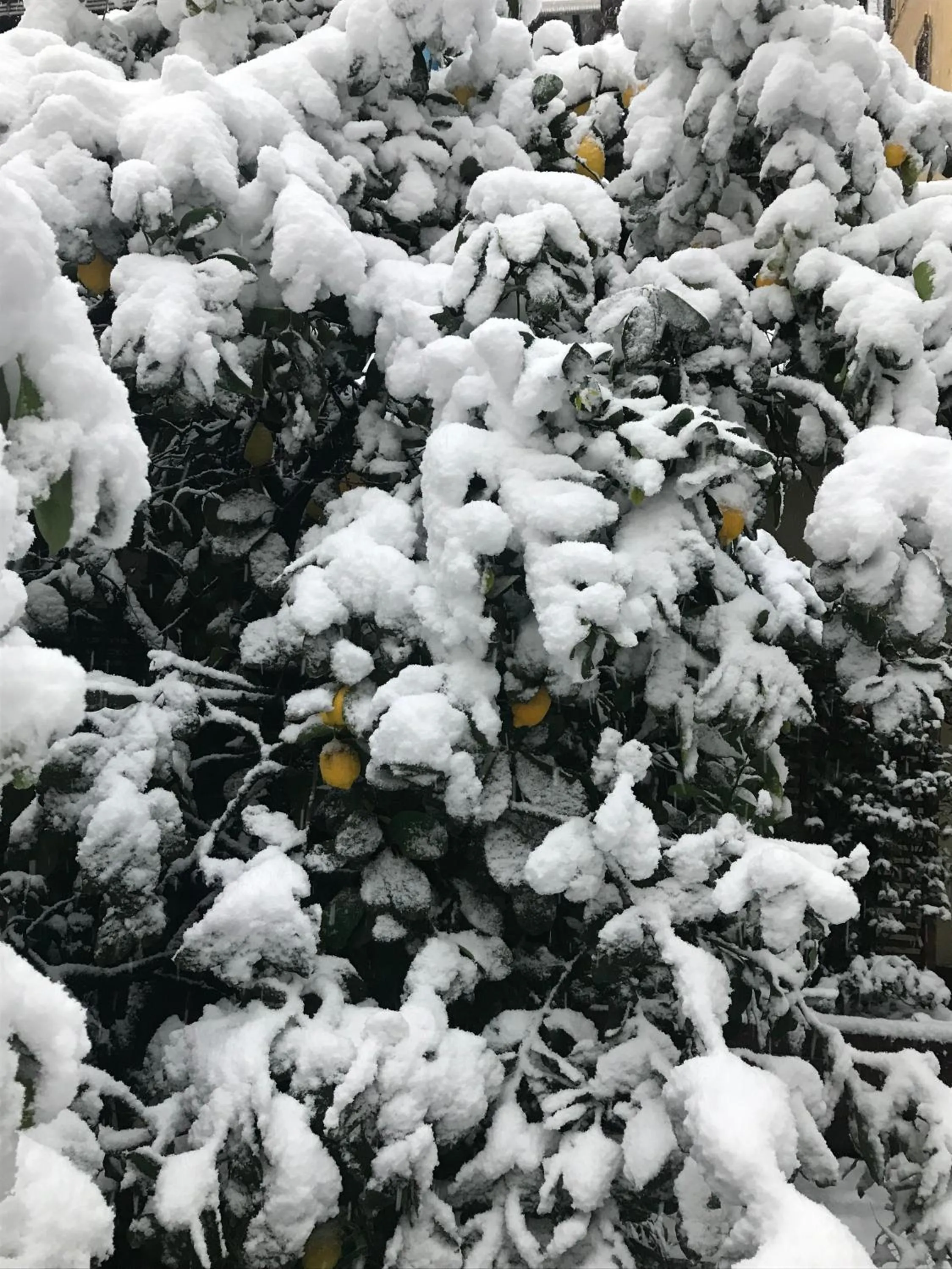 Natural landscape in Hotel Select Garden