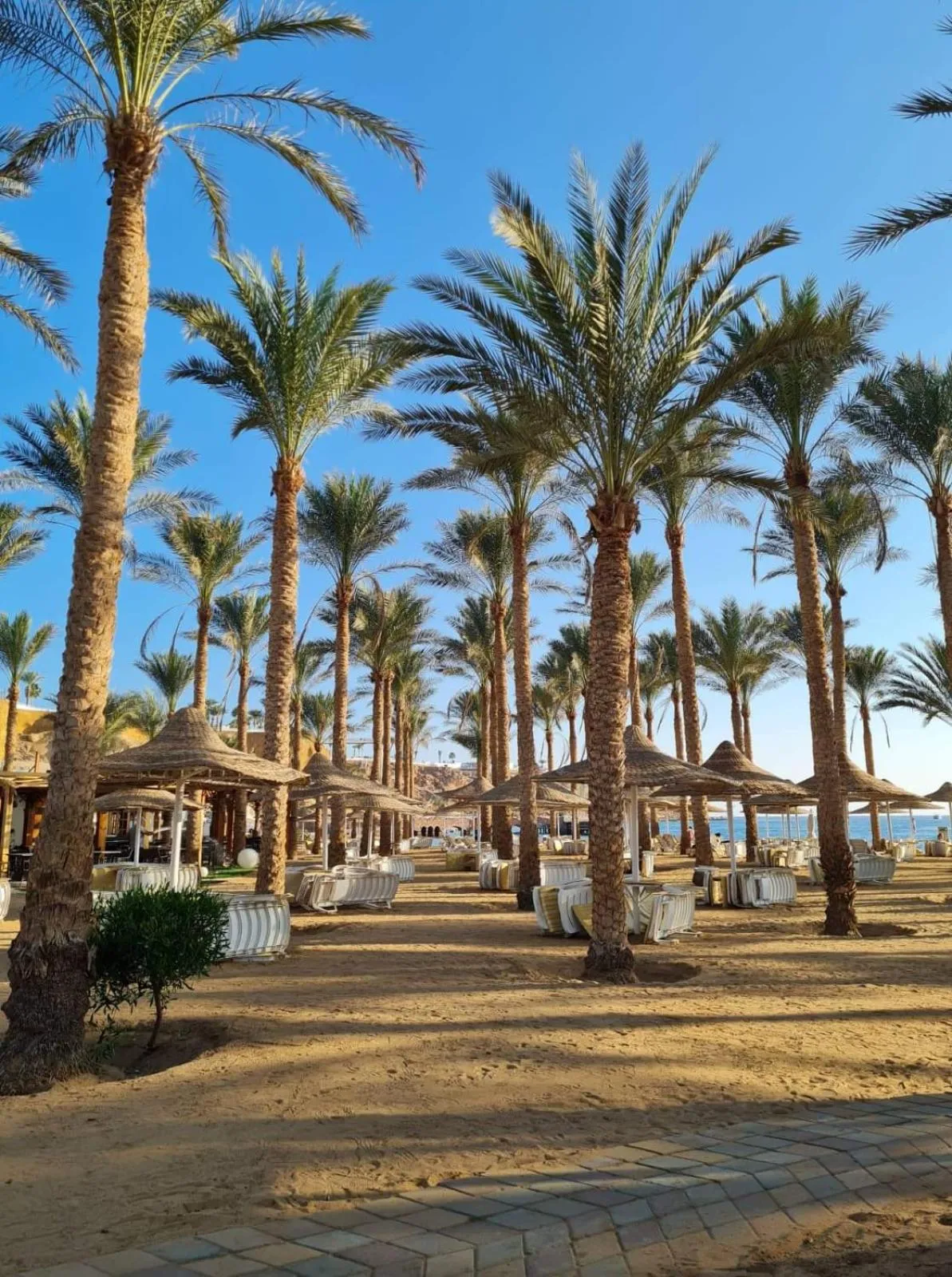 Natural landscape in Seti Sharm Palm Beach Resort Families and couples only