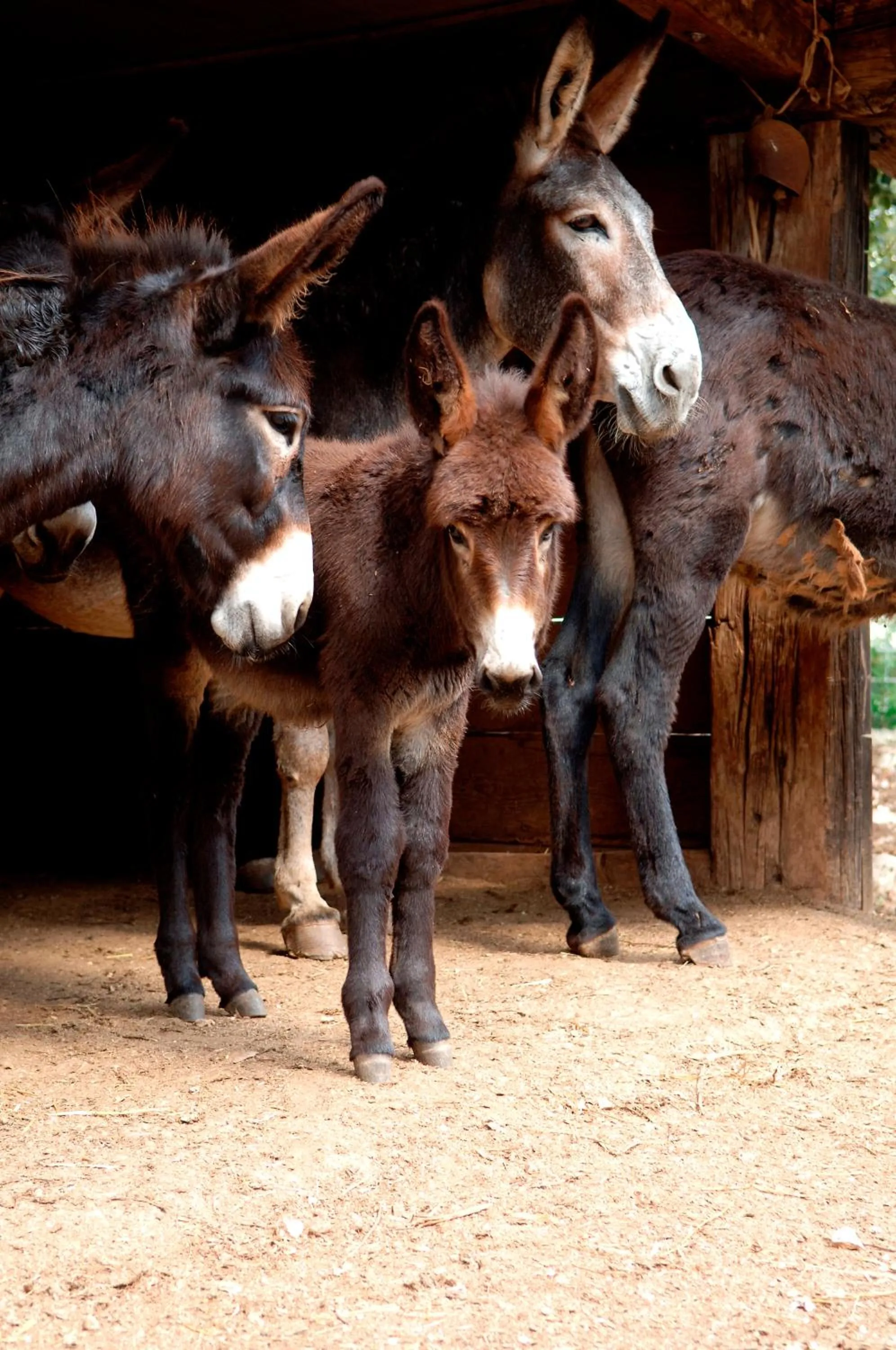 Animals in Masseria Chiancone Torricella
