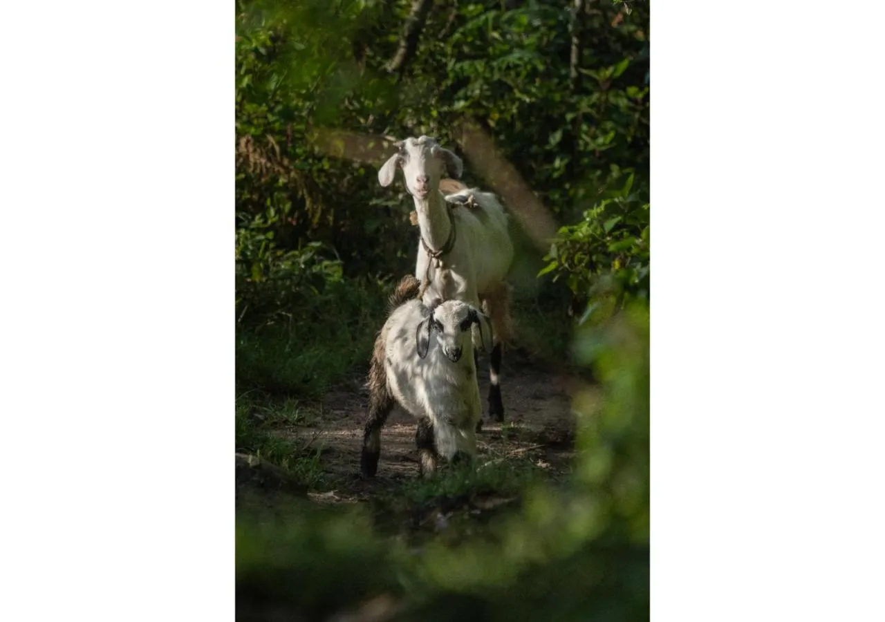 Animals in Chandys Drizzle Drops - Munnar Top Station
