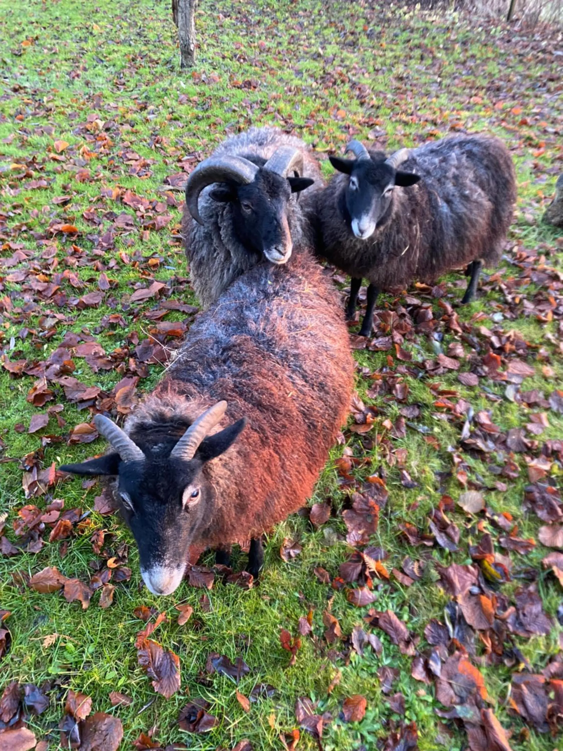 Garden in norddeutscher Hof - Kutscherstation