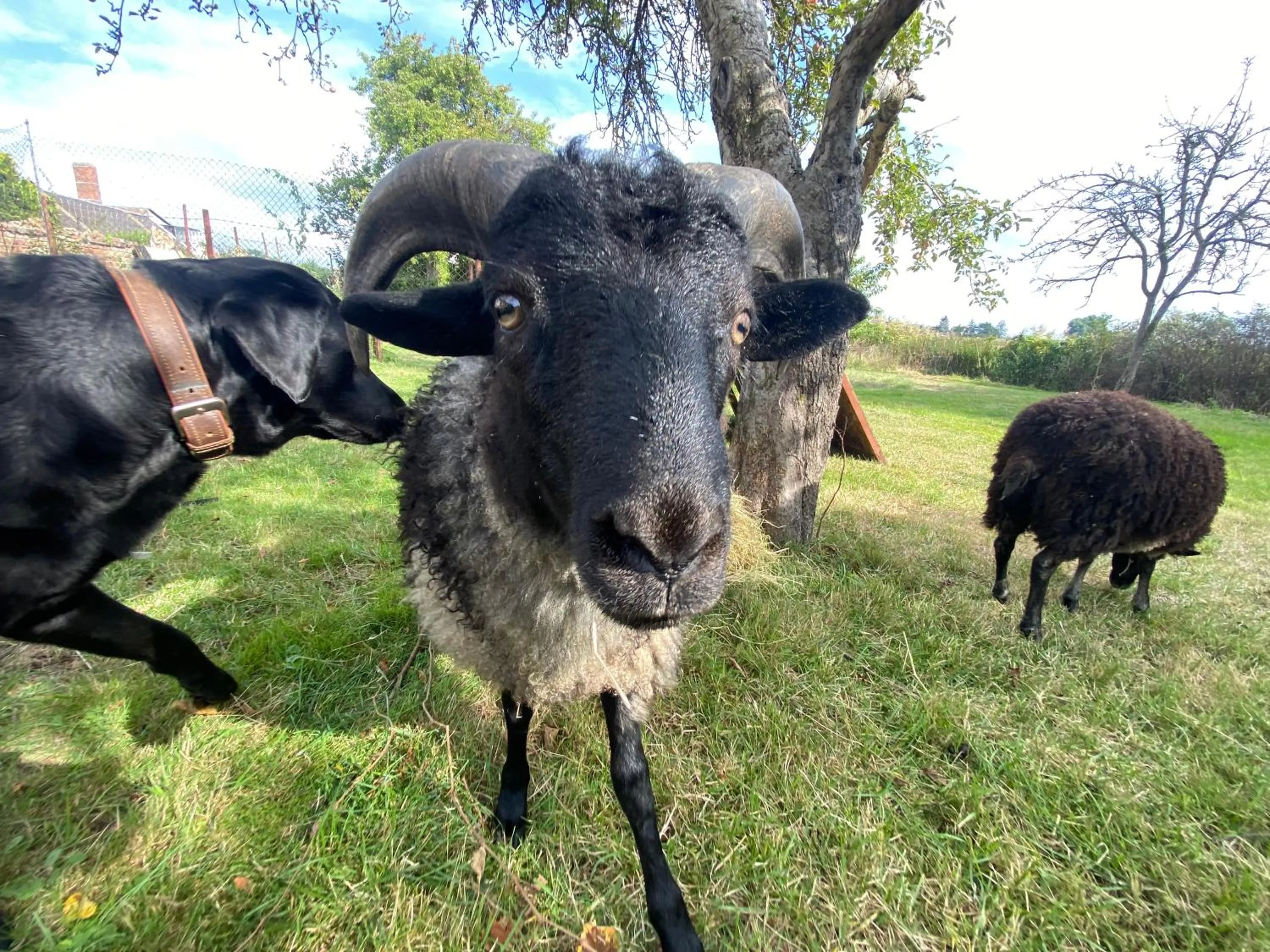 Garden in norddeutscher Hof - Kutscherstation