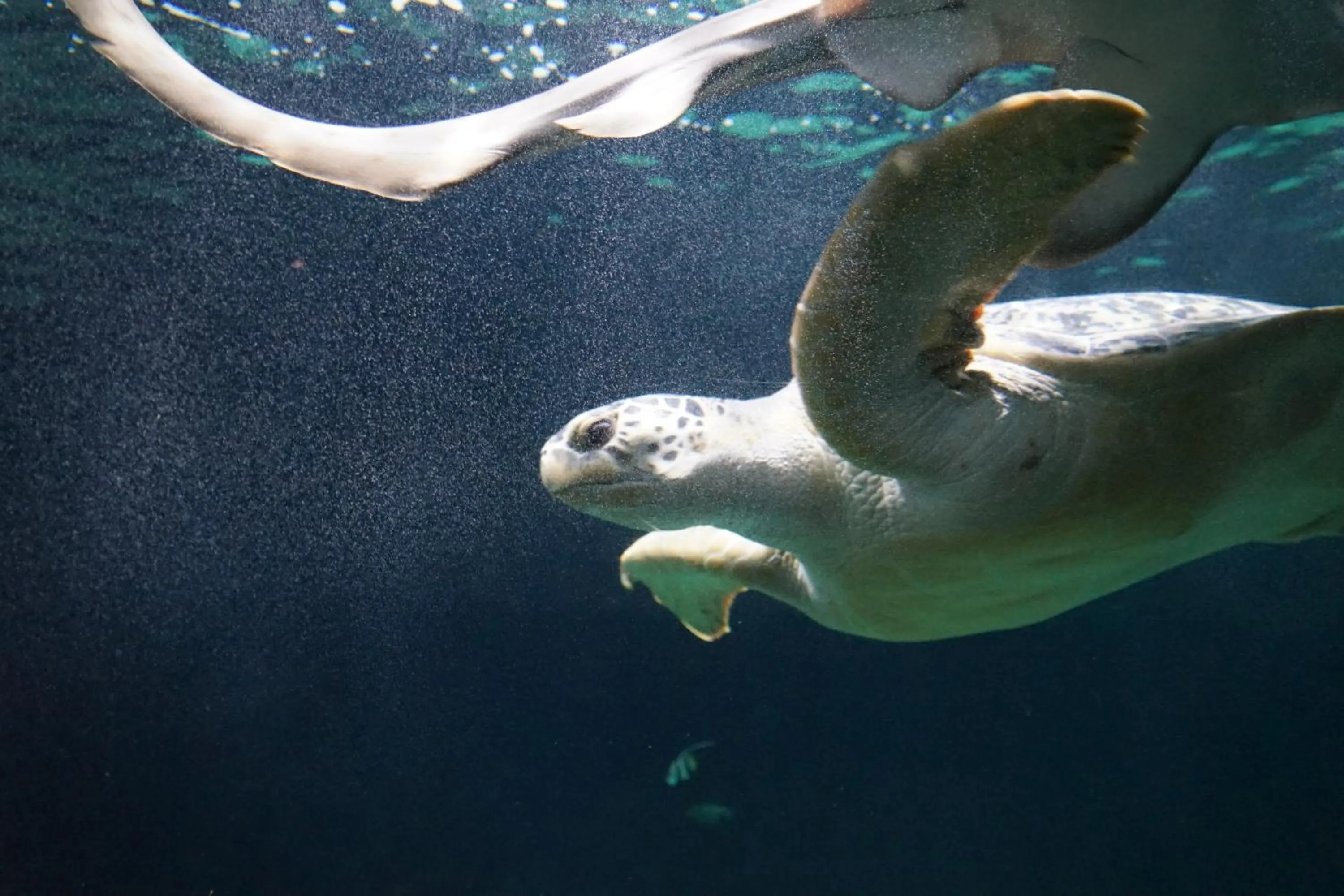Aqua park in Hotel Citta'