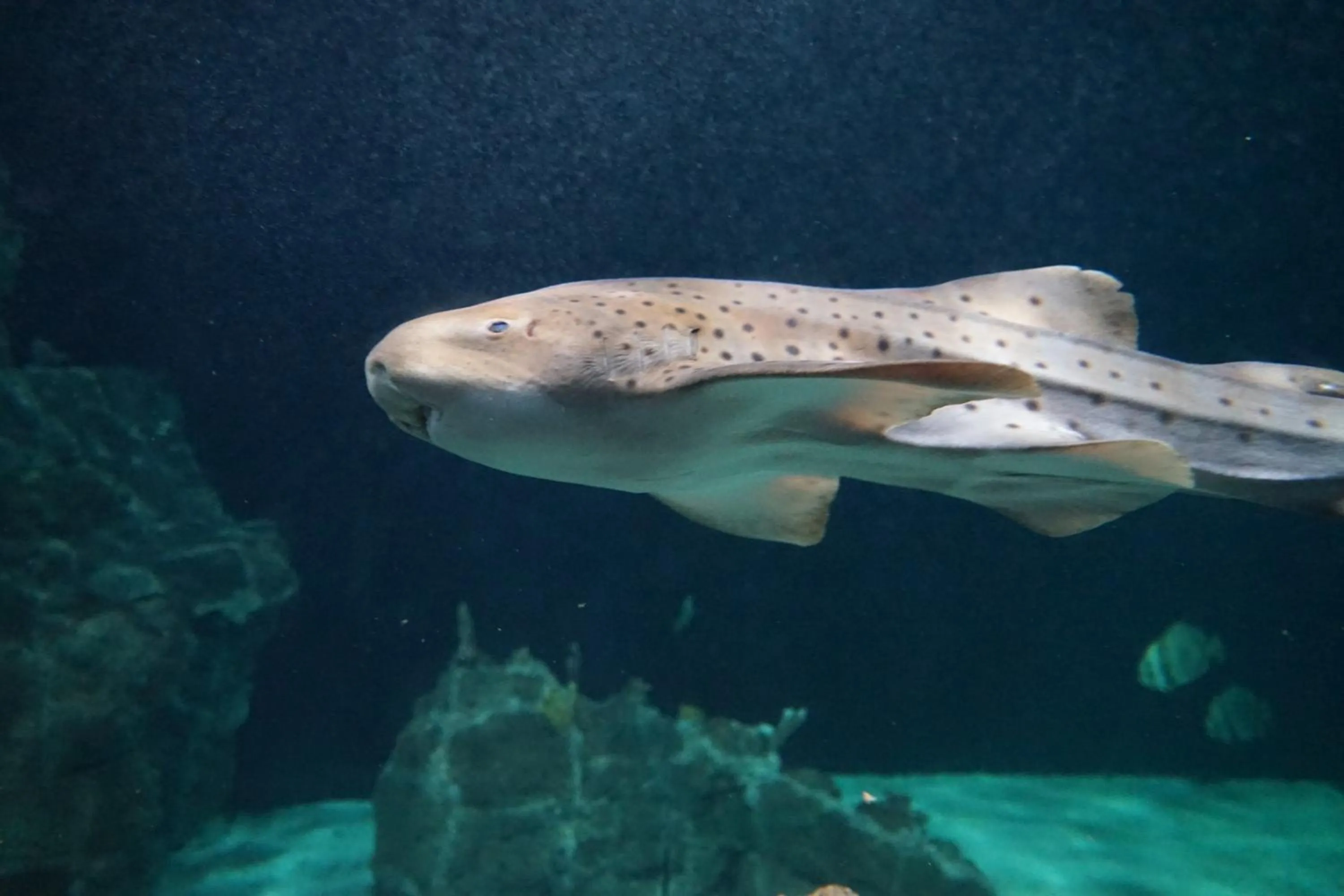 Aqua park in Hotel Citta'